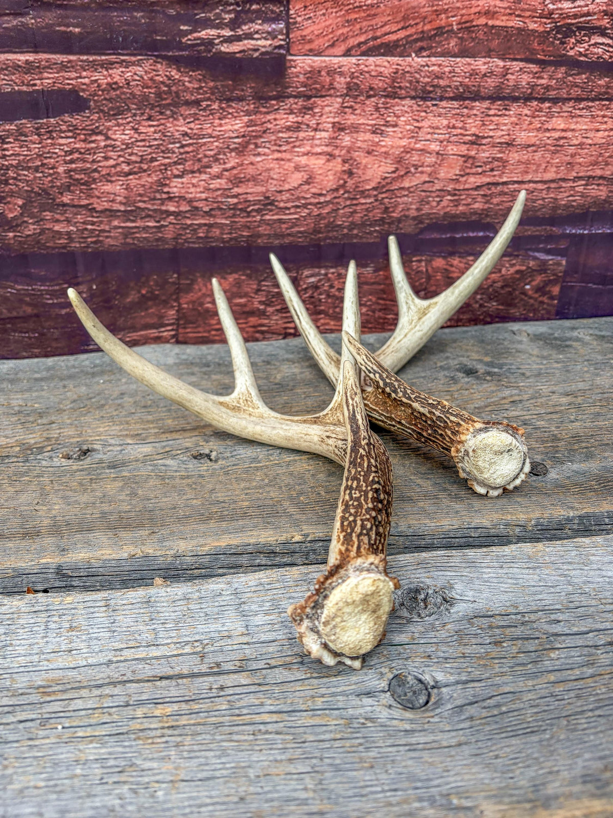 Deer Antlers - White-tailed Deer Matching set. Canadian Buck. Small 8 point set of Crafting and Decor Antlers