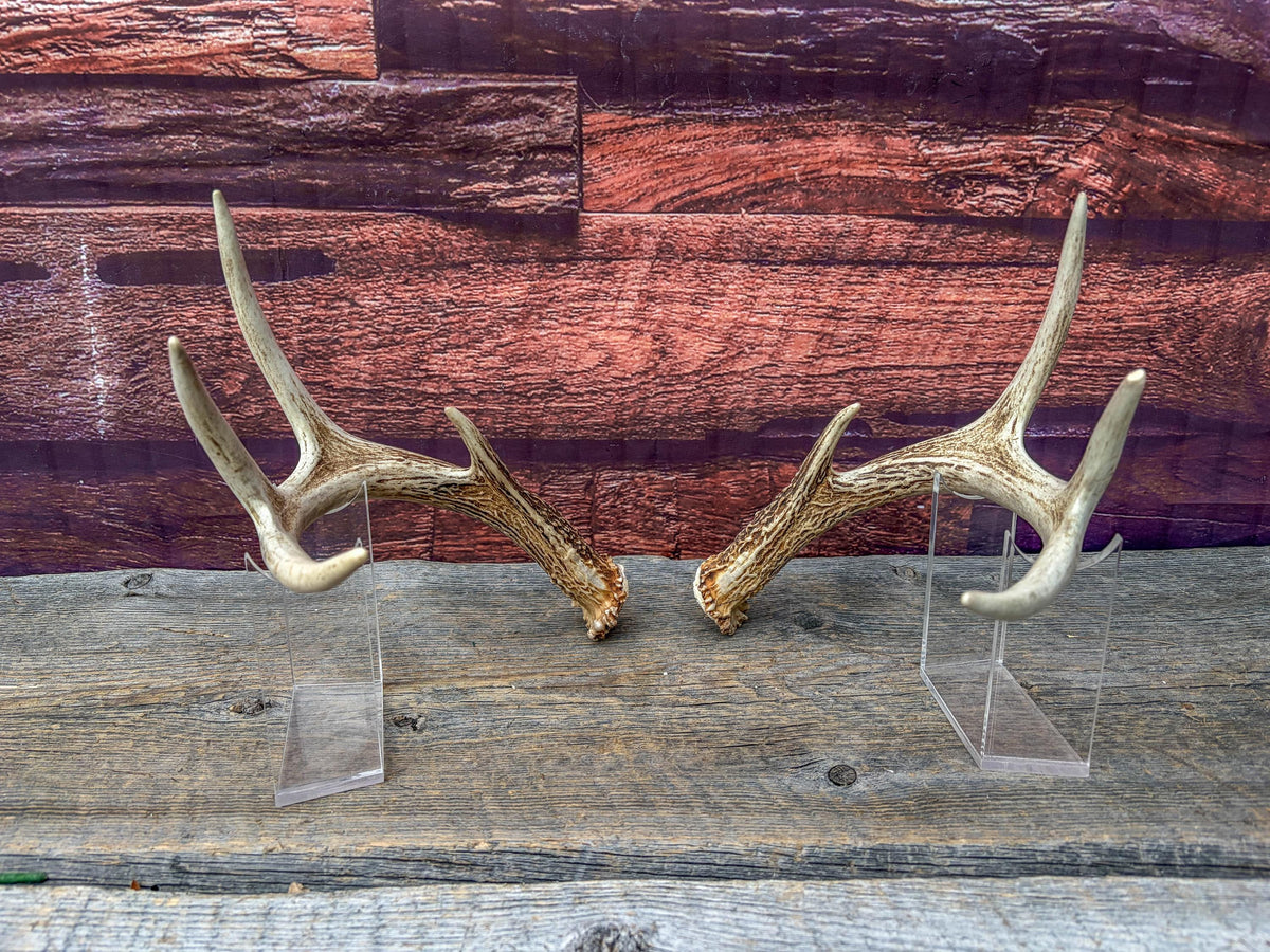 Deer Antlers - White-tailed Deer Matching set. Canadian Buck. Small 8 point set of Crafting and Decor Antlers