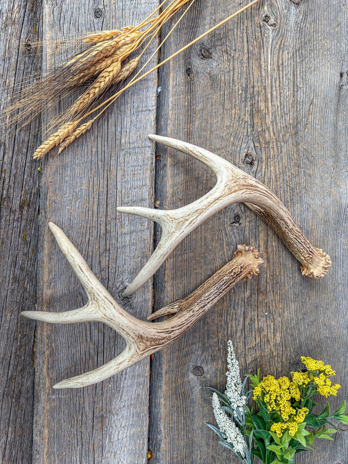 Deer Antlers - White-tailed Deer Matching set. Canadian Buck. Small 8 point set of Crafting and Decor Antlers