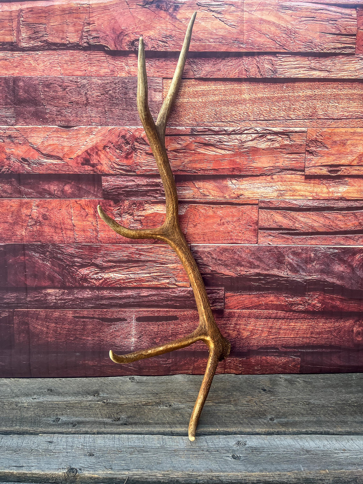 Wild Canadian Bull Elk Antler. Crafting & Home Decor, Table Centerpiece, and More.