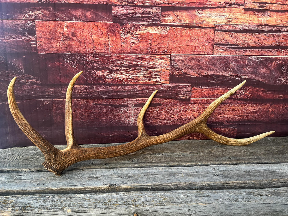 Wild Canadian Bull Elk Antler. Crafting & Home Decor, Table Centerpiece, and More.