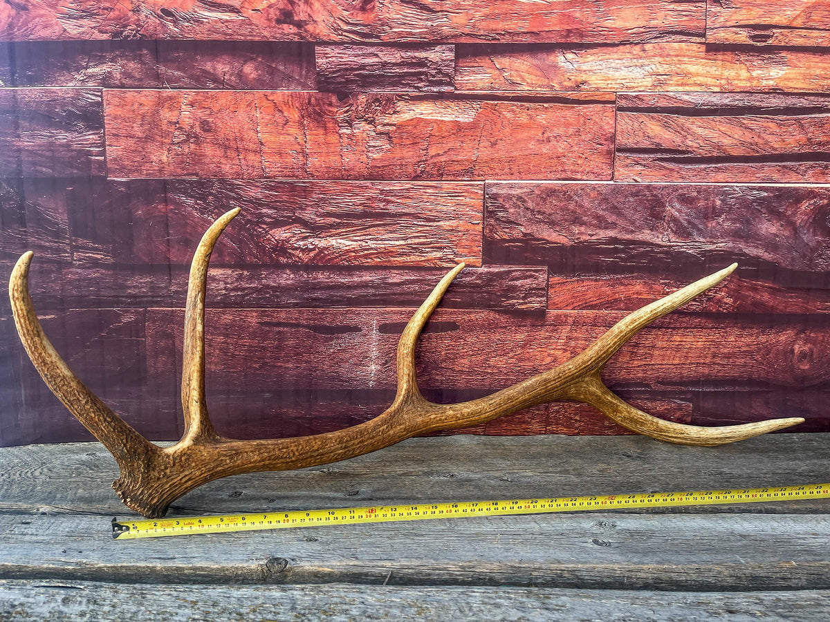 Wild Canadian Bull Elk Antler. Crafting & Home Decor, Table Centerpiece, and More.