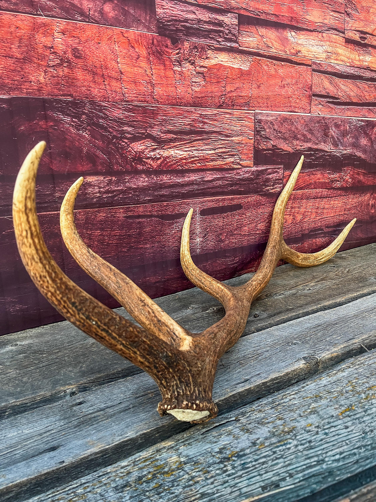 Wild Canadian Bull Elk Antler. Crafting & Home Decor, Table Centerpiece, and More.