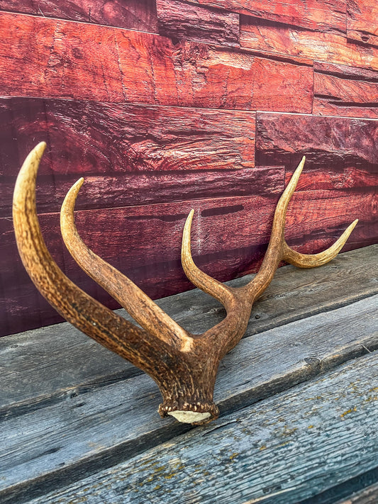 Wild Canadian Bull Elk Antler. Crafting & Home Decor, Table Centerpiece, and More.