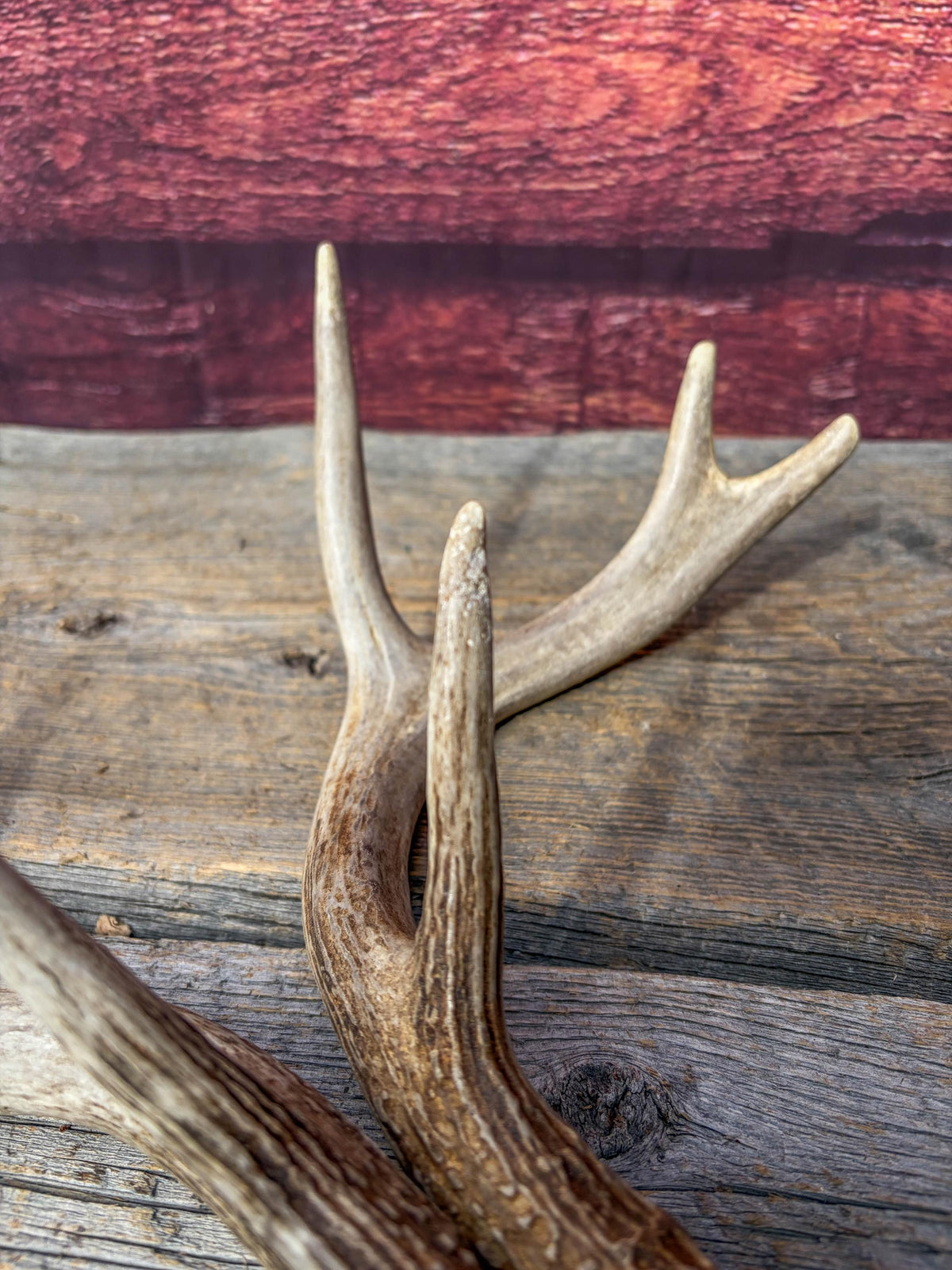 Deer Antlers - White-tailed Deer Matching set. Canadian Buck. Small Crafting and Decor Antlers
