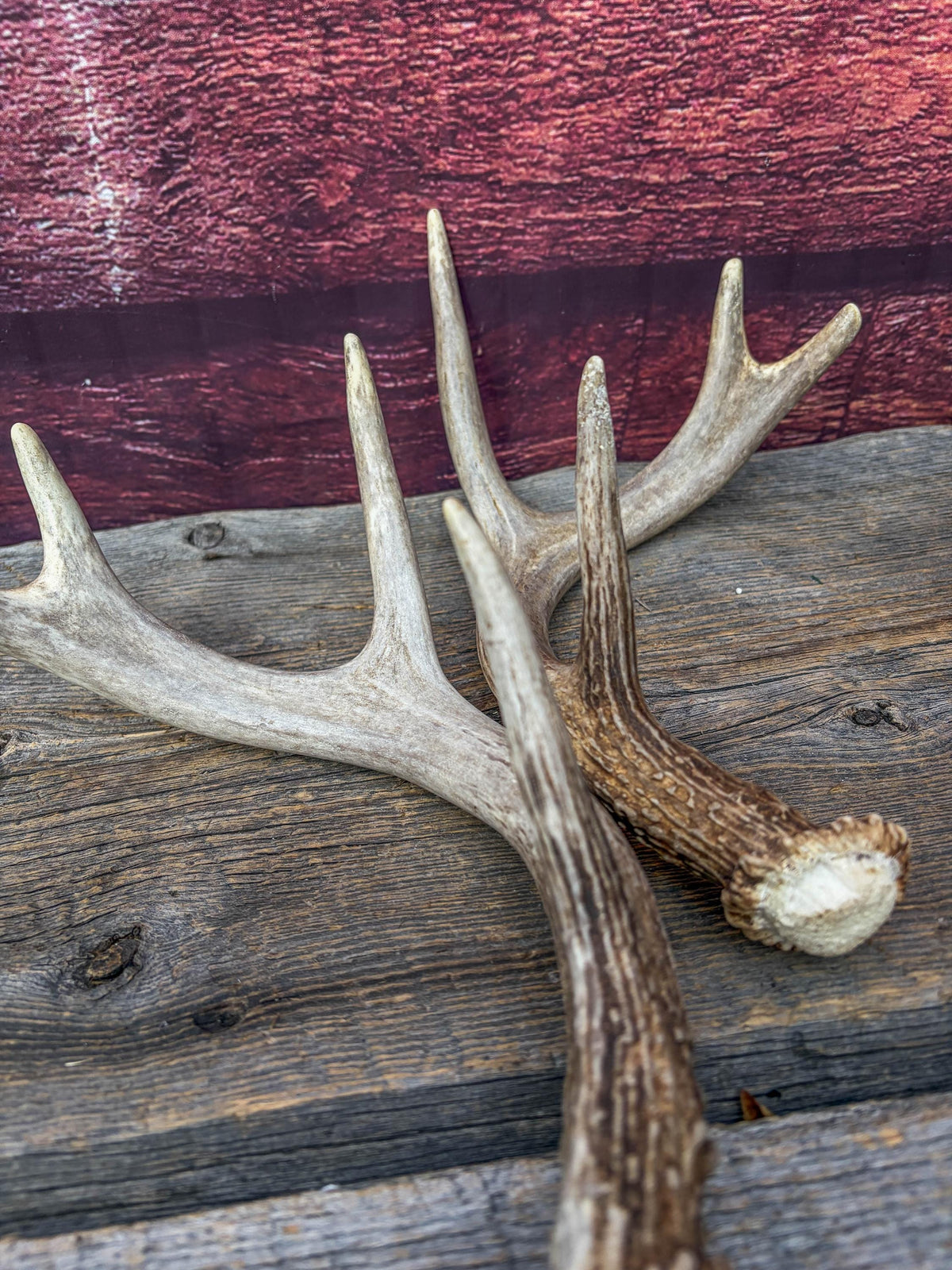 Deer Antlers - White-tailed Deer Matching set. Canadian Buck. Small Crafting and Decor Antlers
