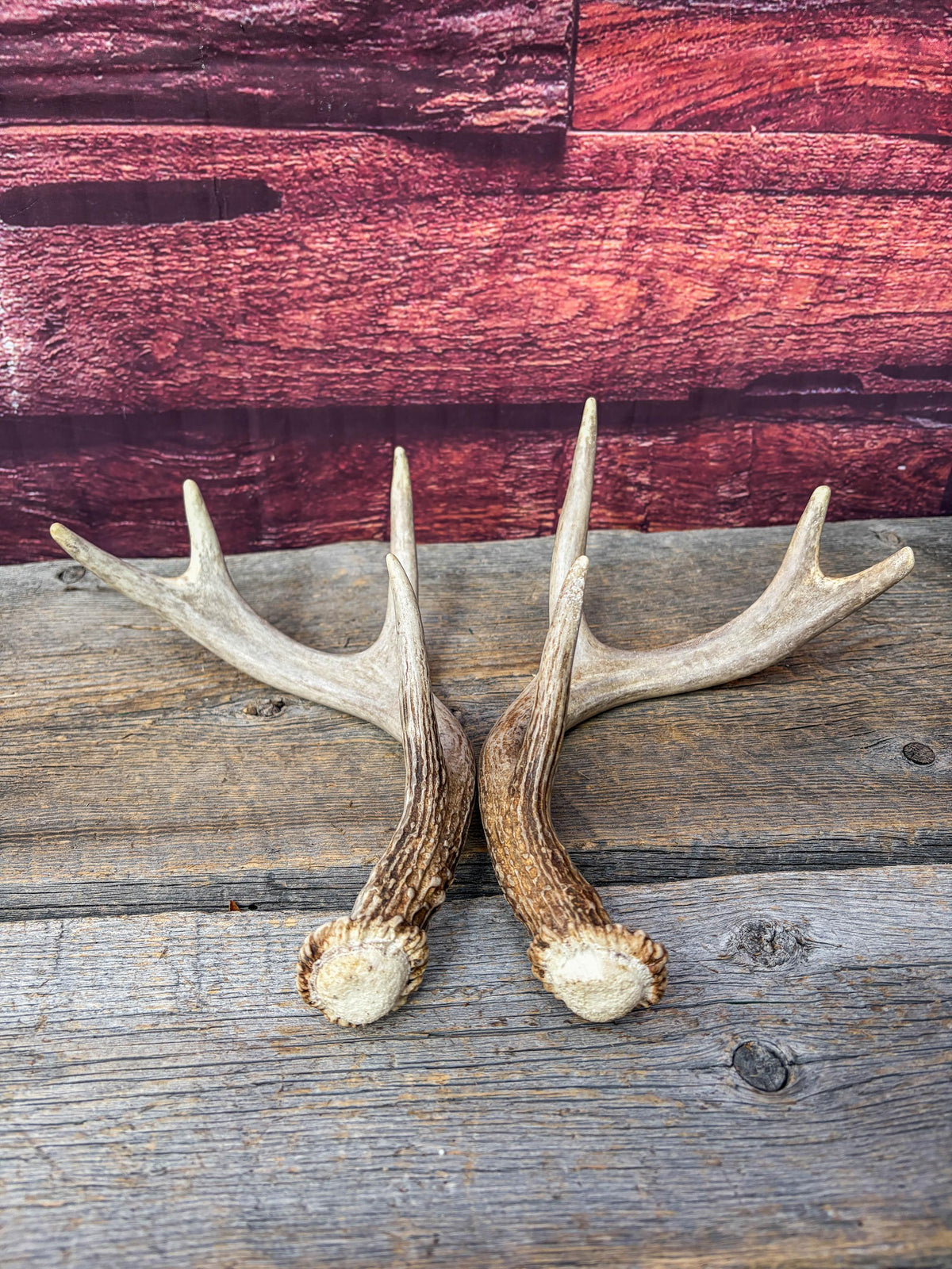 Deer Antlers - White-tailed Deer Matching set. Canadian Buck. Small Crafting and Decor Antlers