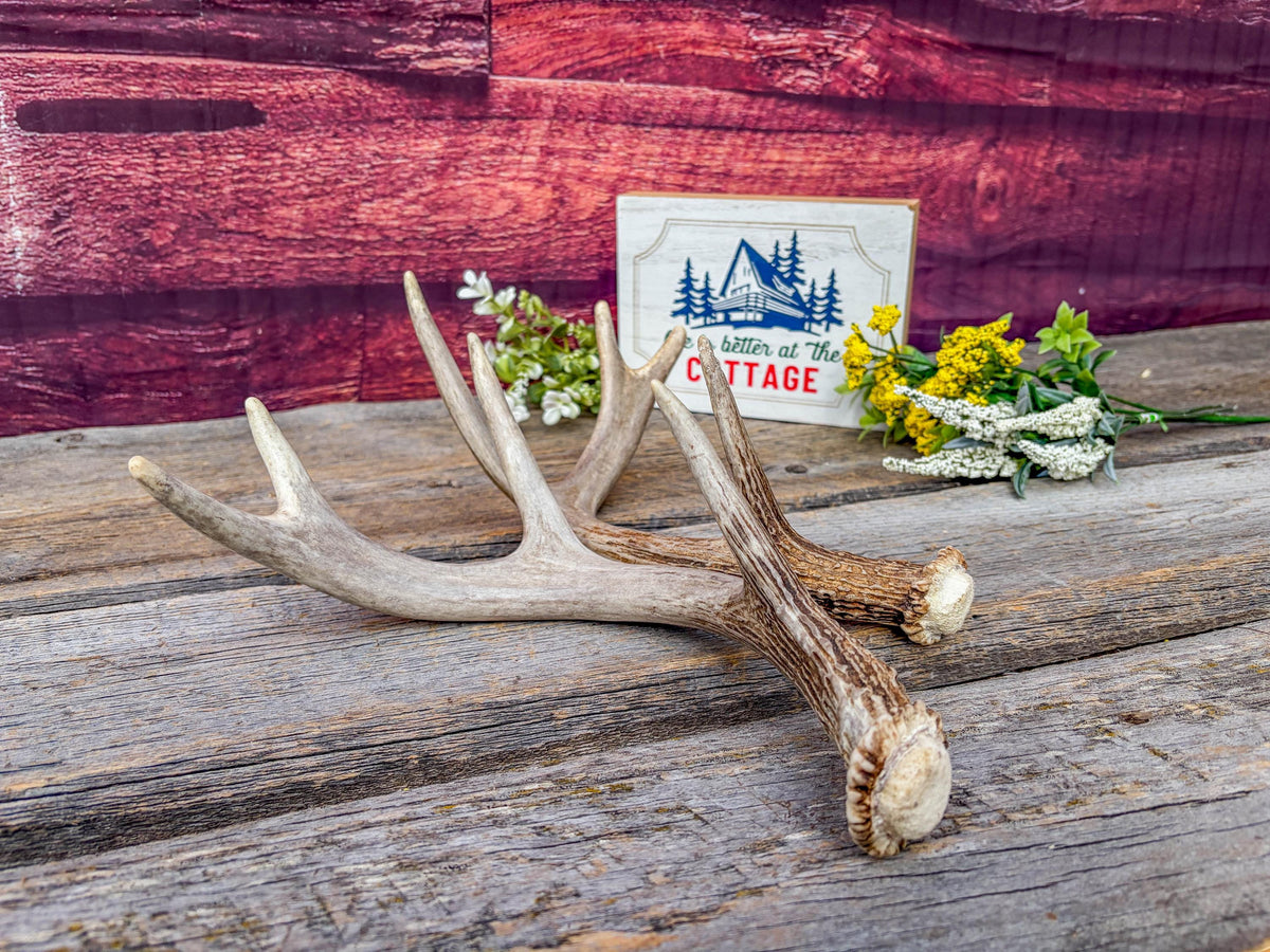 Deer Antlers - White-tailed Deer Matching set. Canadian Buck. Small Crafting and Decor Antlers