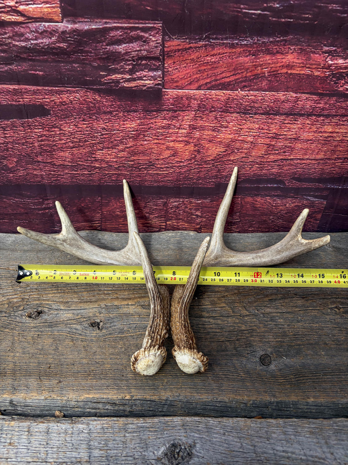 Deer Antlers - White-tailed Deer Matching set. Canadian Buck. Small Crafting and Decor Antlers
