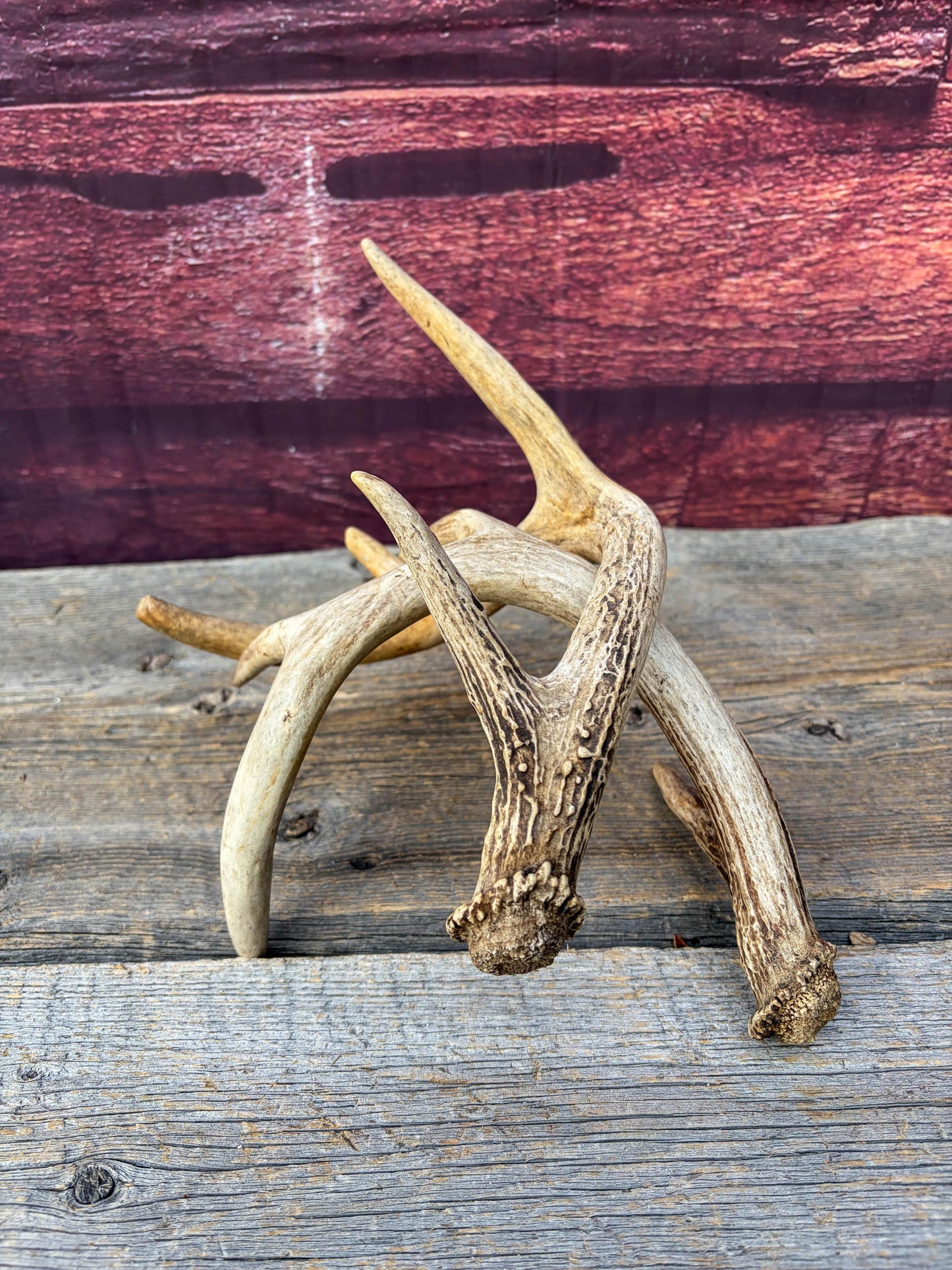 Deer Antlers - Small White-tailed Deer Matching set. Canadian Buck. Crafting and Decor Antlers
