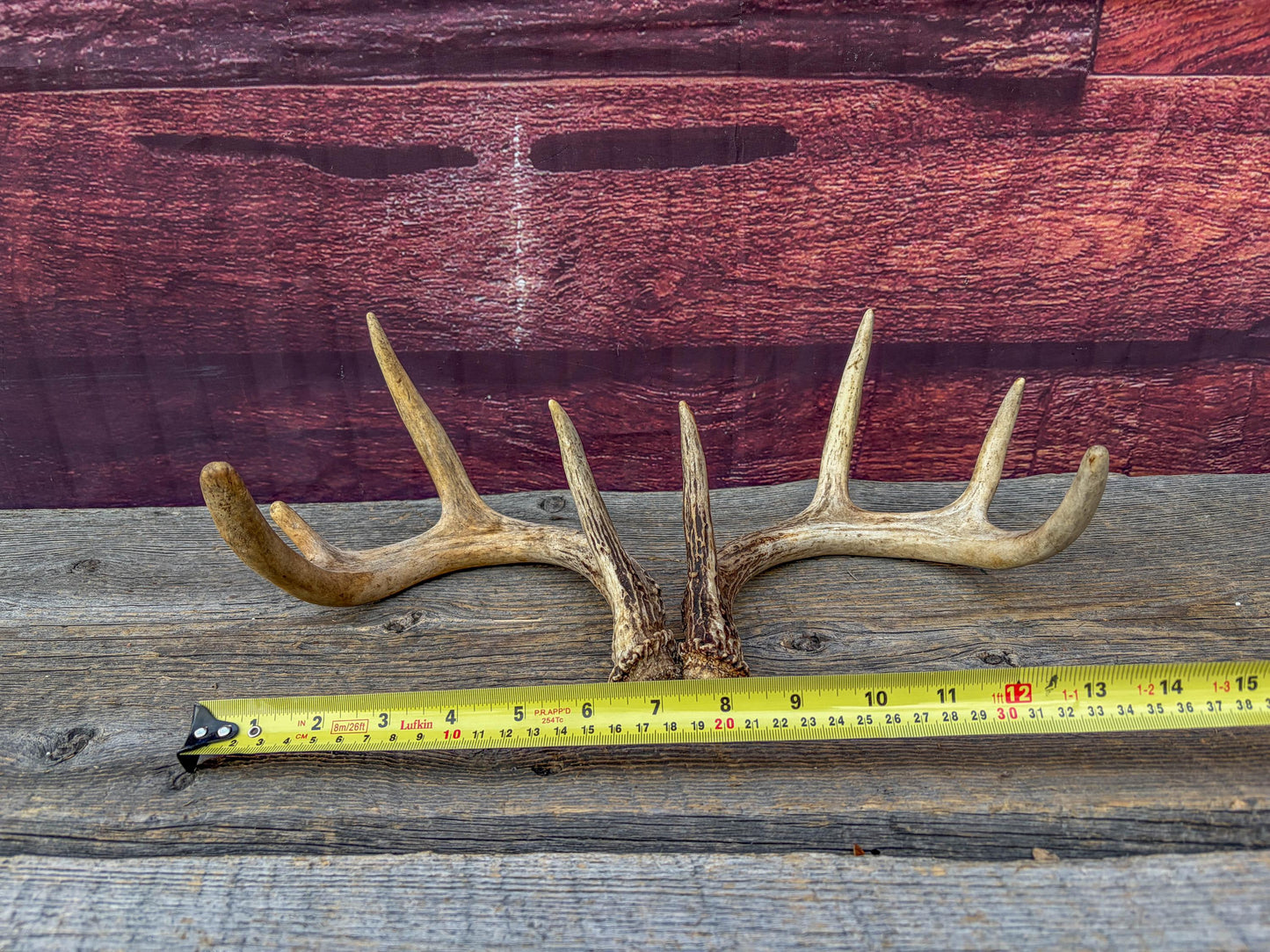 Deer Antlers - Small White-tailed Deer Matching set. Canadian Buck. Crafting and Decor Antlers