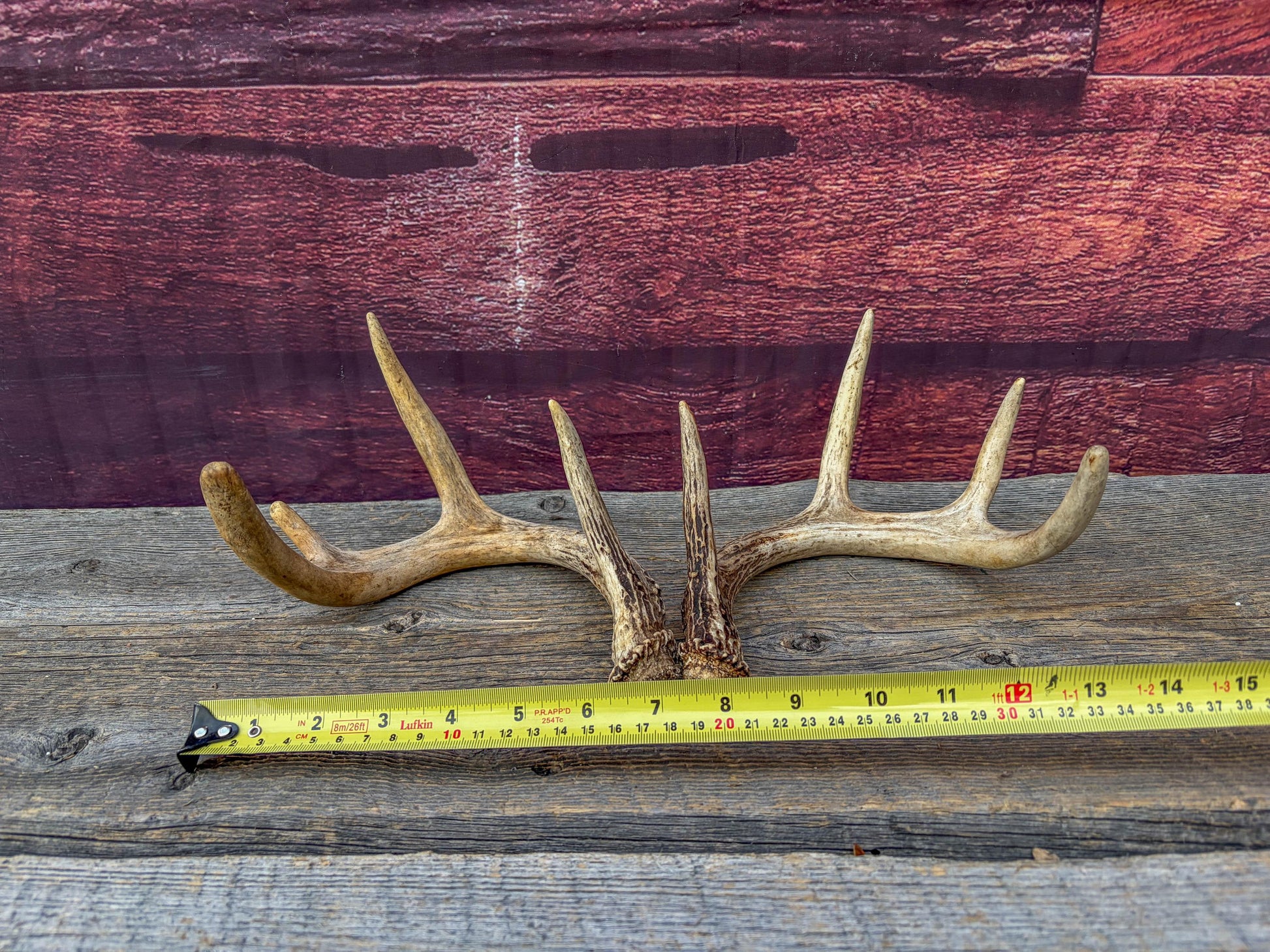 Deer Antlers - Small White-tailed Deer Matching set. Canadian Buck. Crafting and Decor Antlers