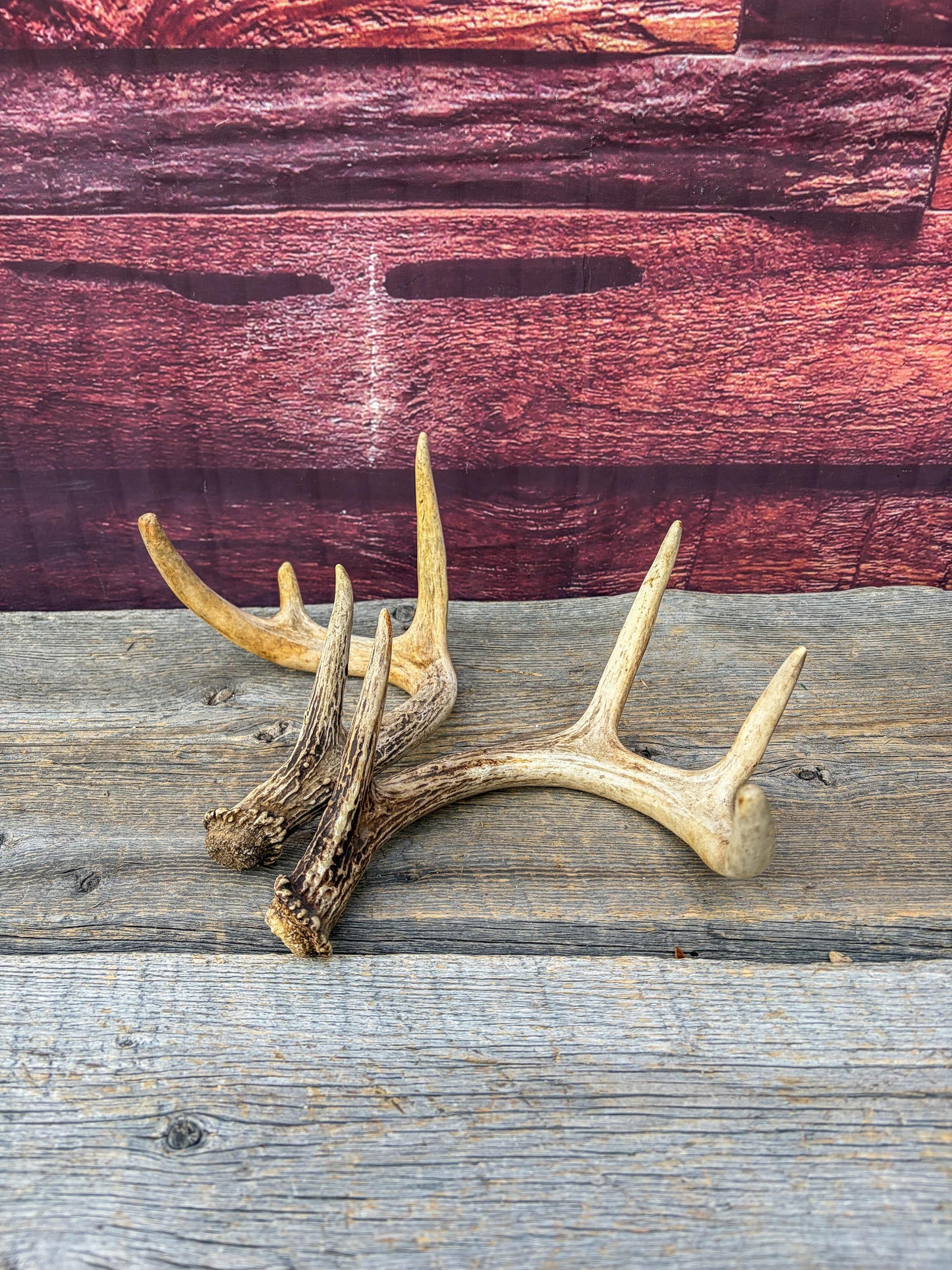 Deer Antlers - Small White-tailed Deer Matching set. Canadian Buck. Crafting and Decor Antlers