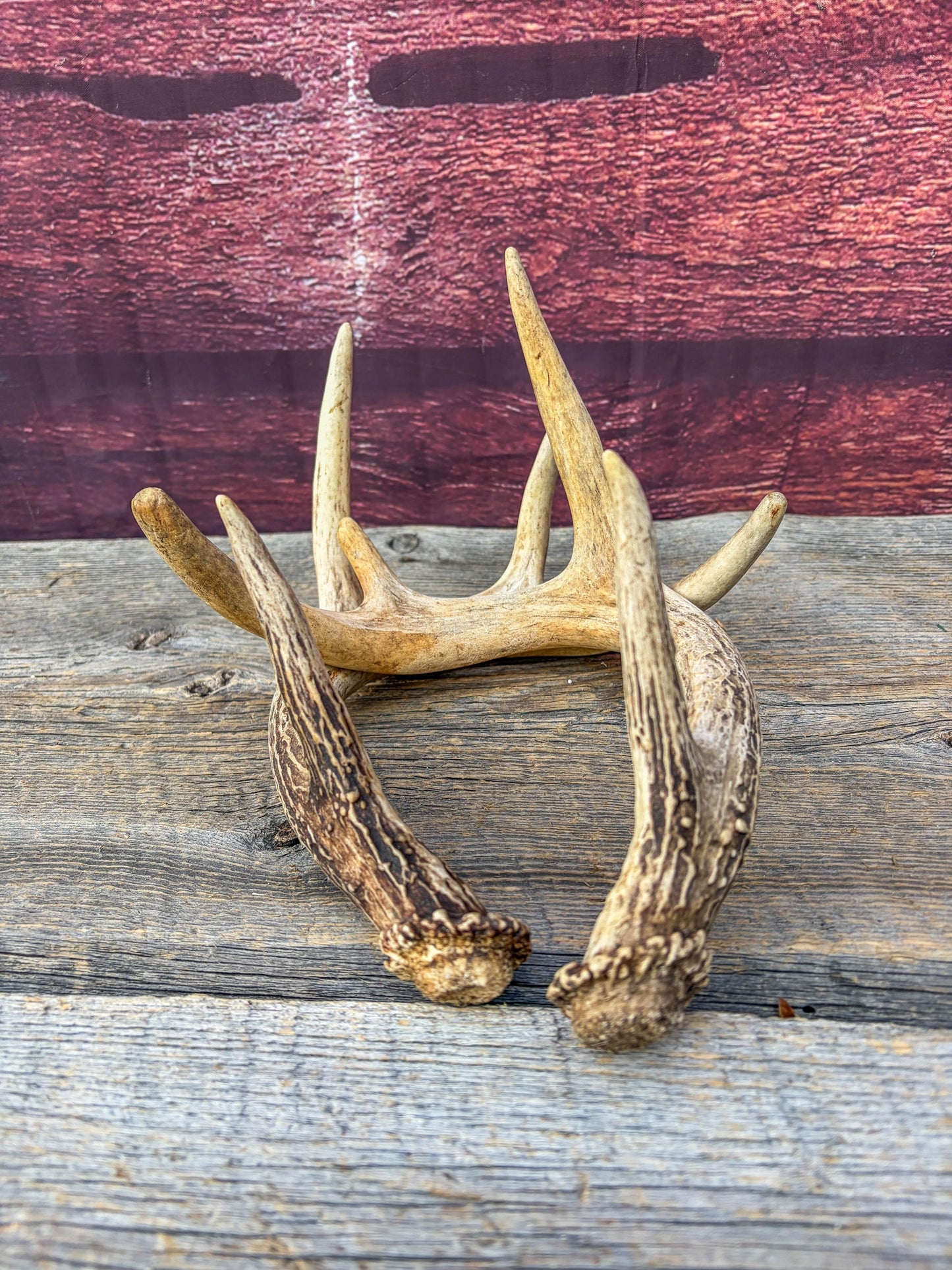 Deer Antlers - Small White-tailed Deer Matching set. Canadian Buck. Crafting and Decor Antlers