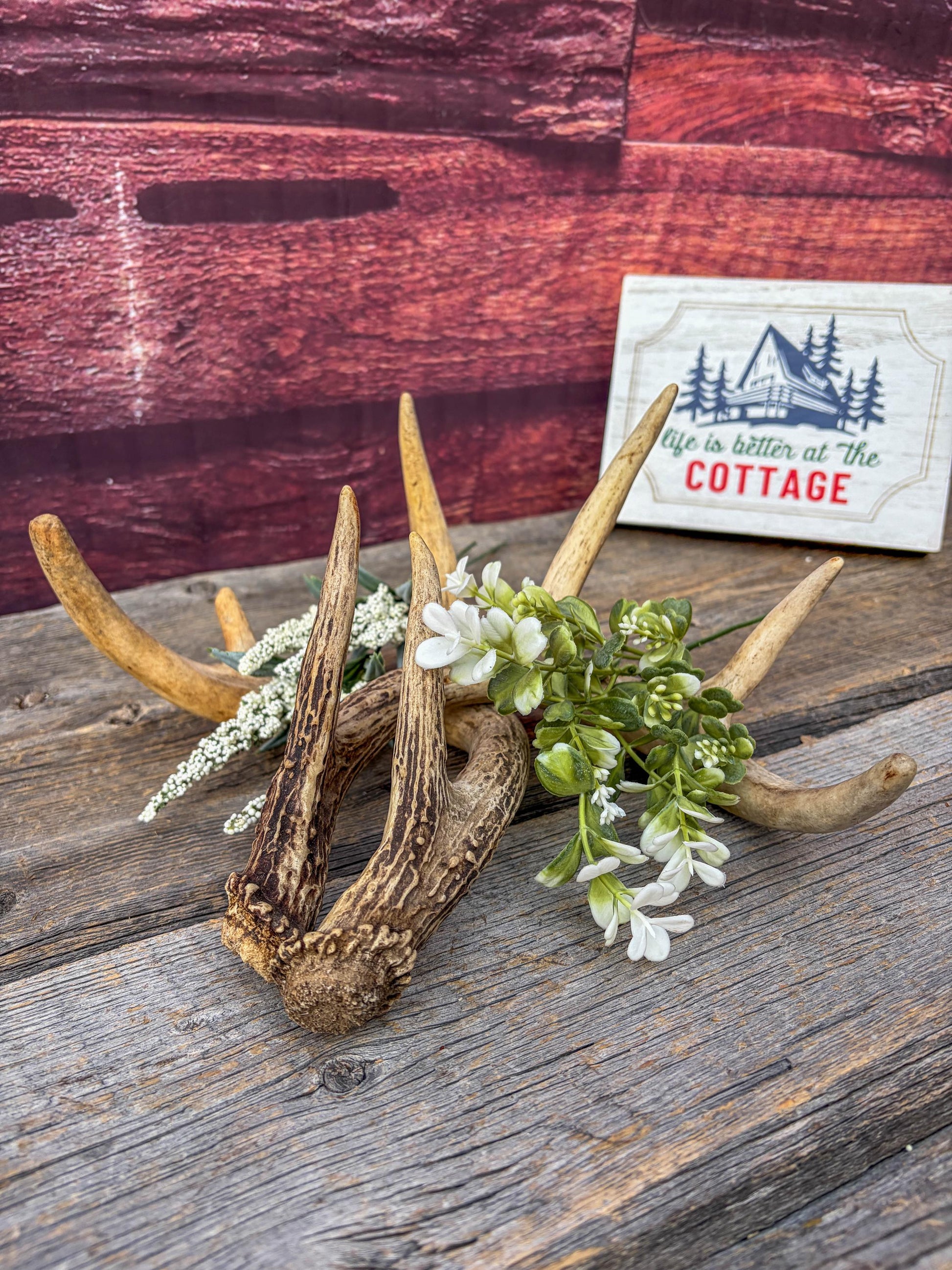 Deer Antlers - Small White-tailed Deer Matching set. Canadian Buck. Crafting and Decor Antlers