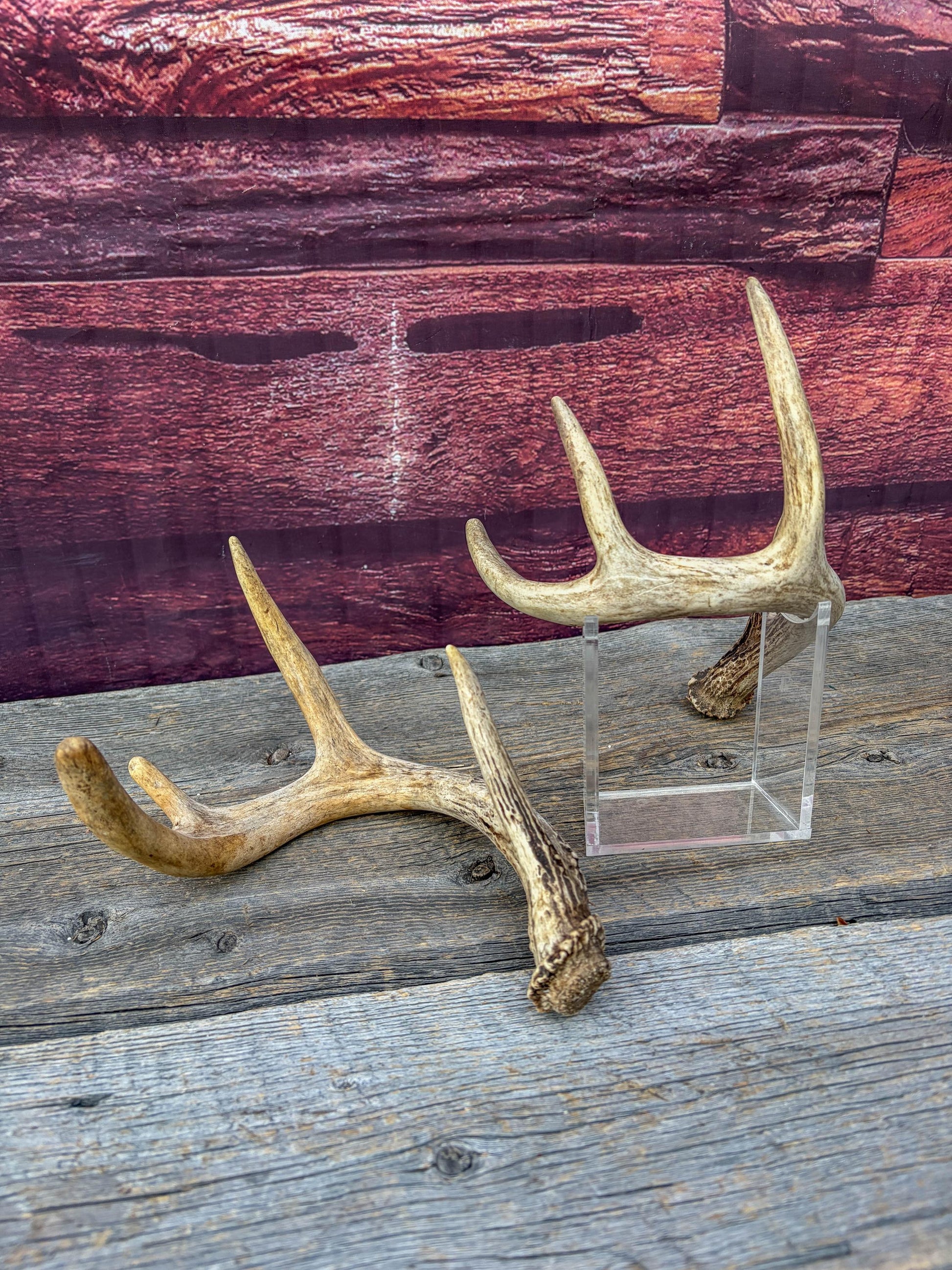 Deer Antlers - Small White-tailed Deer Matching set. Canadian Buck. Crafting and Decor Antlers