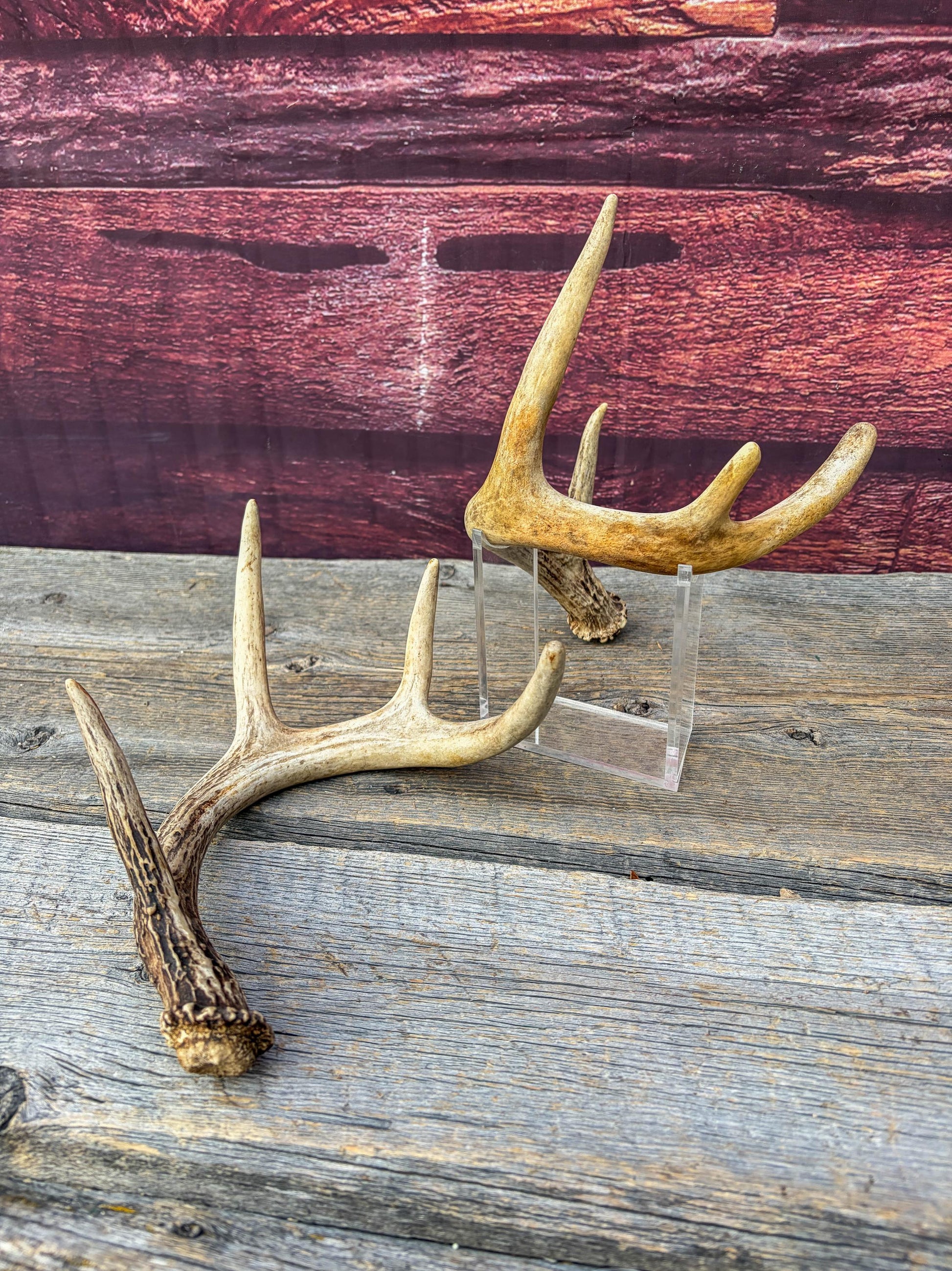 Deer Antlers - Small White-tailed Deer Matching set. Canadian Buck. Crafting and Decor Antlers