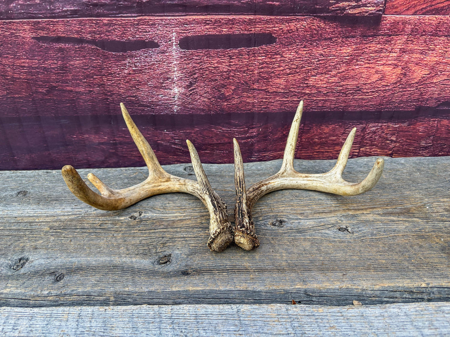 Deer Antlers - Small White-tailed Deer Matching set. Canadian Buck. Crafting and Decor Antlers