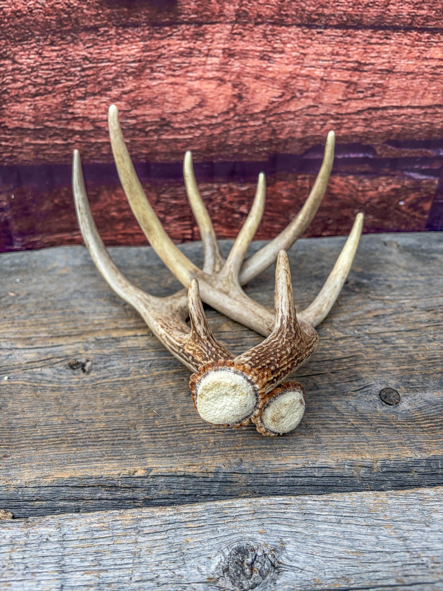 Deer Antlers - White-tailed Deer Matching set. Canadian Buck. Small 8 point set of Crafting and Decor Antlers