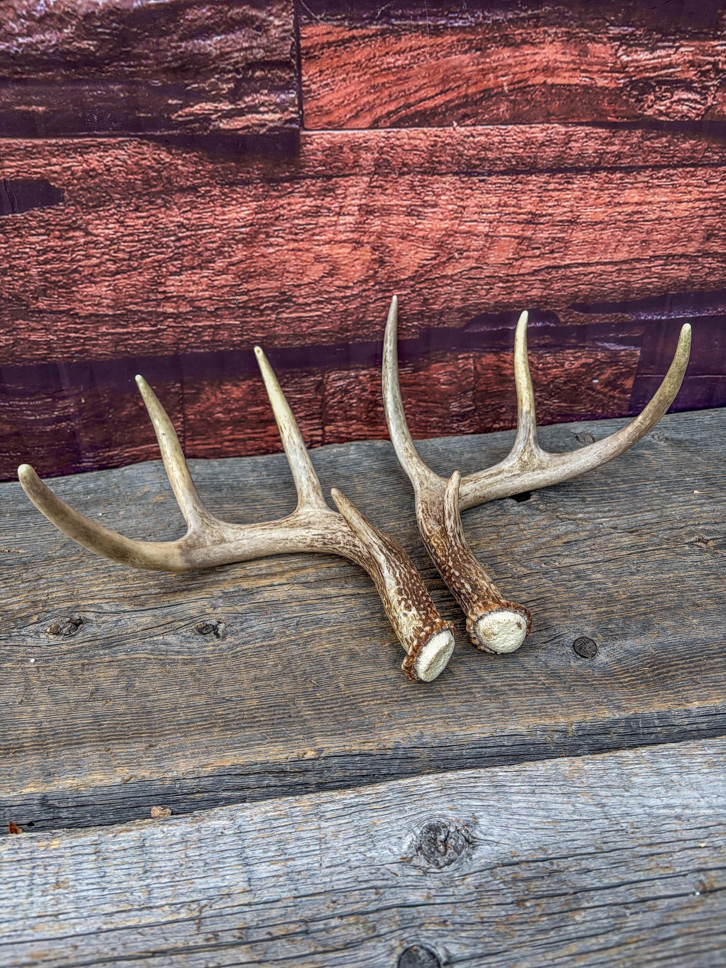 Deer Antlers - White-tailed Deer Matching set. Canadian Buck. Small 8 point set of Crafting and Decor Antlers