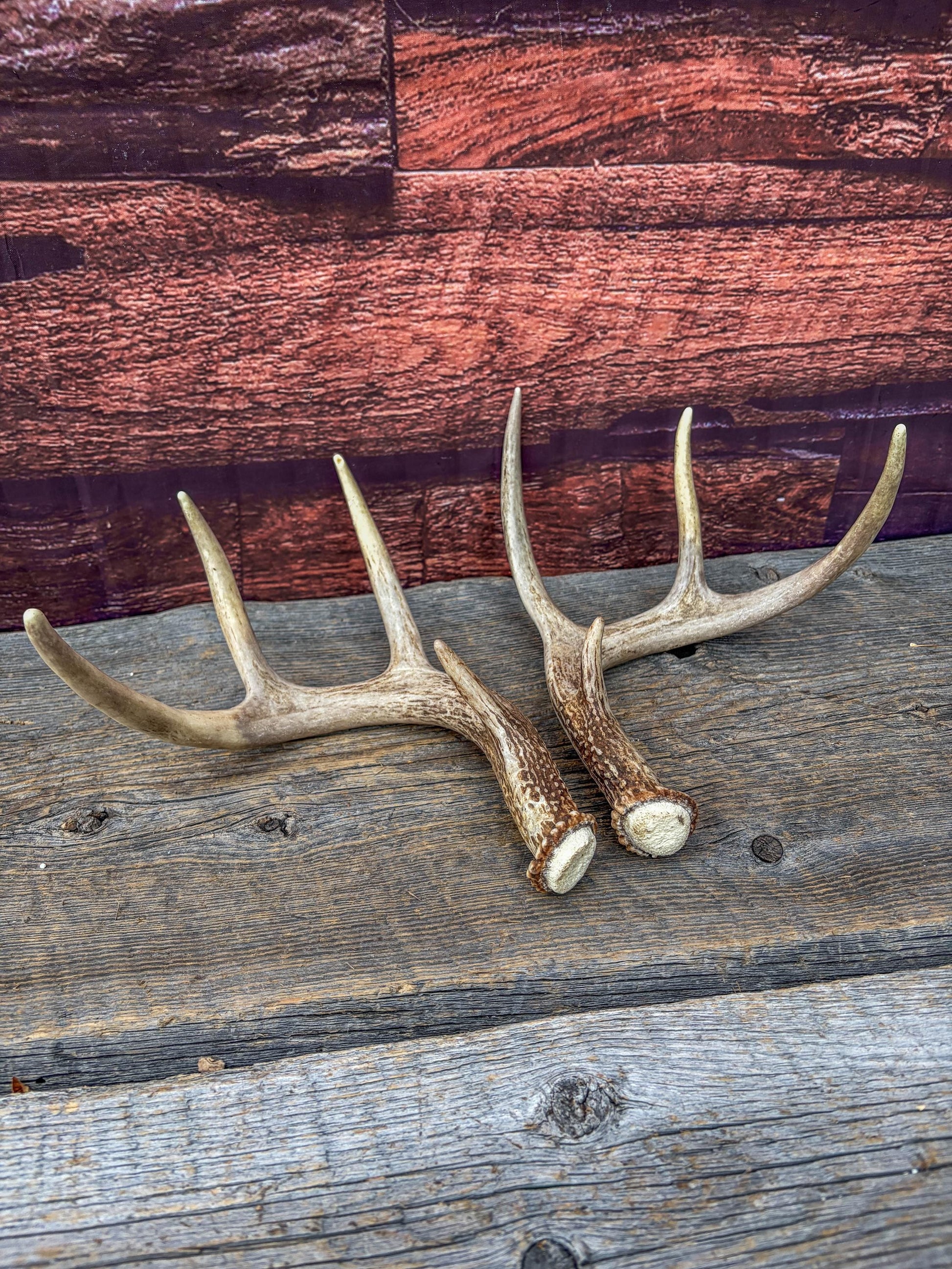 Deer Antlers - White-tailed Deer Matching set. Canadian Buck. Small 8 point set of Crafting and Decor Antlers