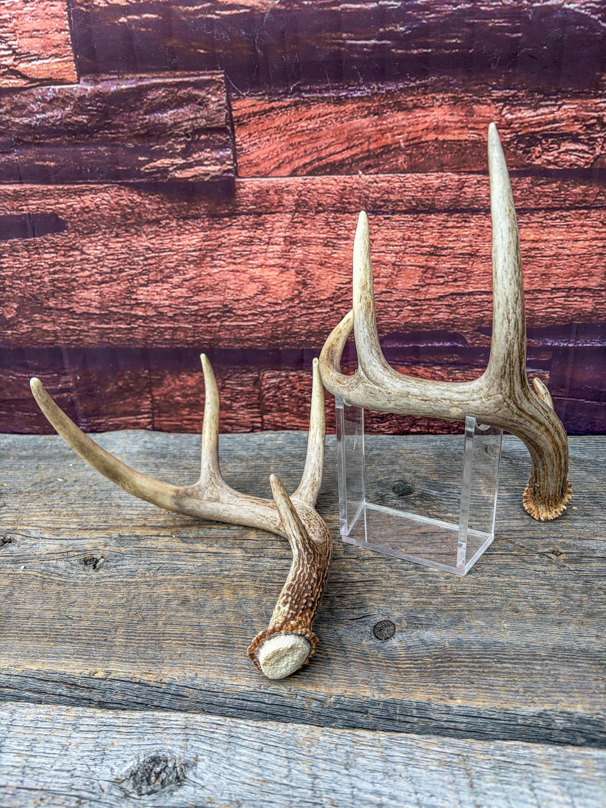 Deer Antlers - White-tailed Deer Matching set. Canadian Buck. Small 8 point set of Crafting and Decor Antlers