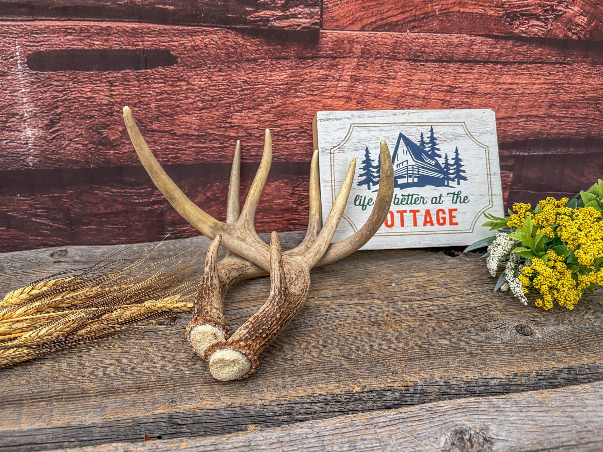 Deer Antlers - White-tailed Deer Matching set. Canadian Buck. Small 8 point set of Crafting and Decor Antlers