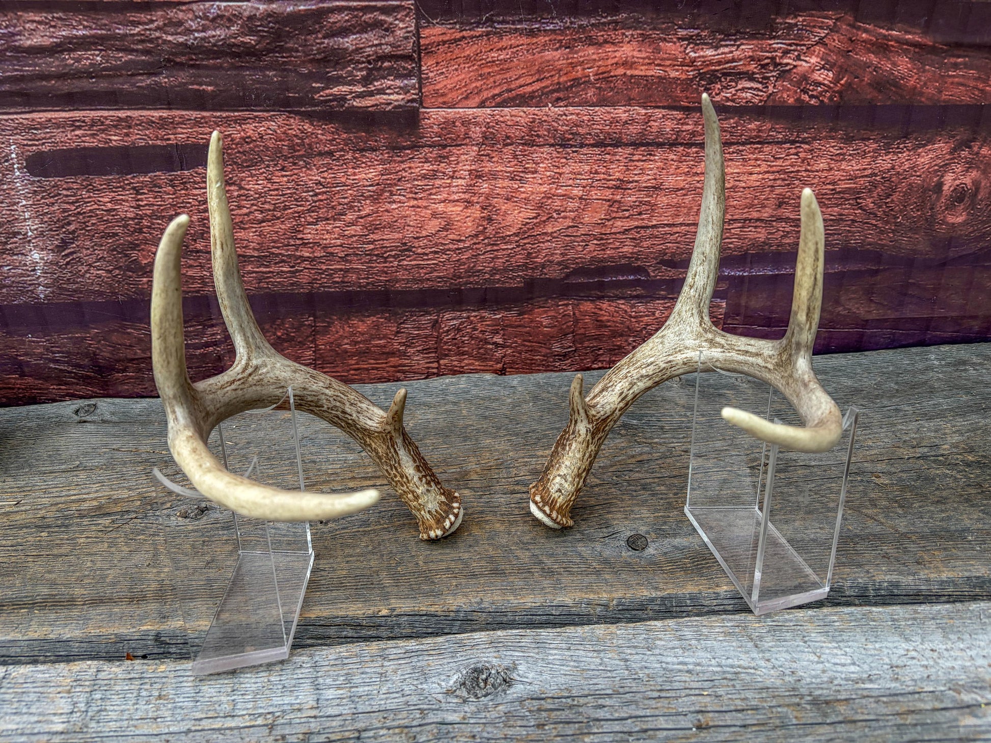 Deer Antlers - White-tailed Deer Matching set. Canadian Buck. Small 8 point set of Crafting and Decor Antlers