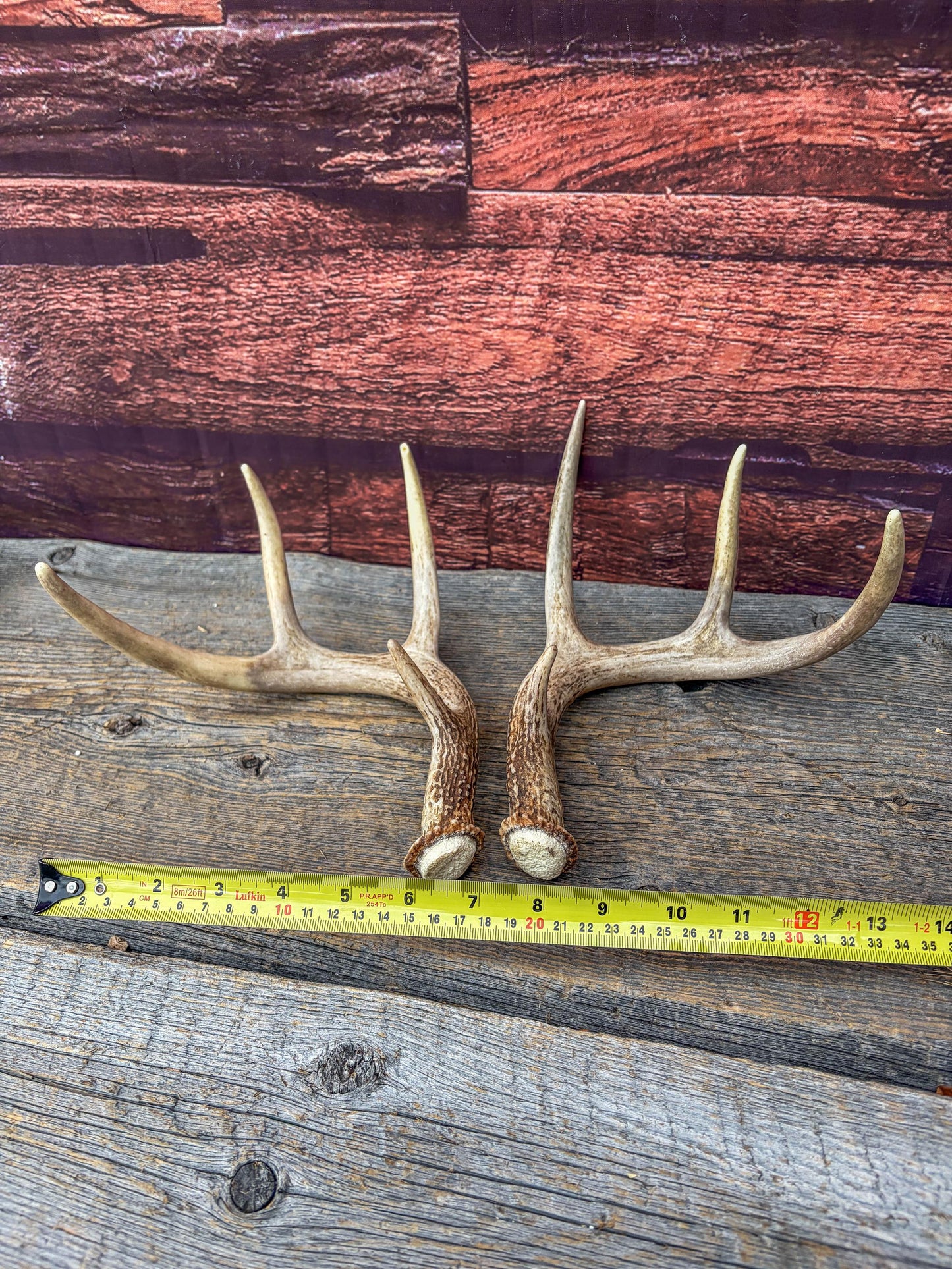 Deer Antlers - White-tailed Deer Matching set. Canadian Buck. Small 8 point set of Crafting and Decor Antlers