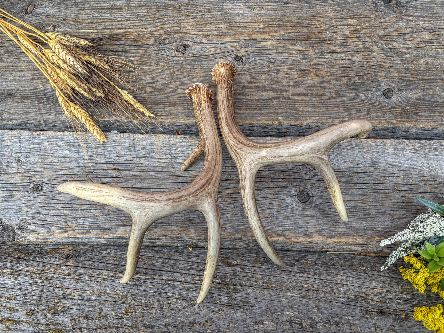 Deer Antlers - White-tailed Deer Matching set. Canadian Buck. Small 8 point set of Crafting and Decor Antlers