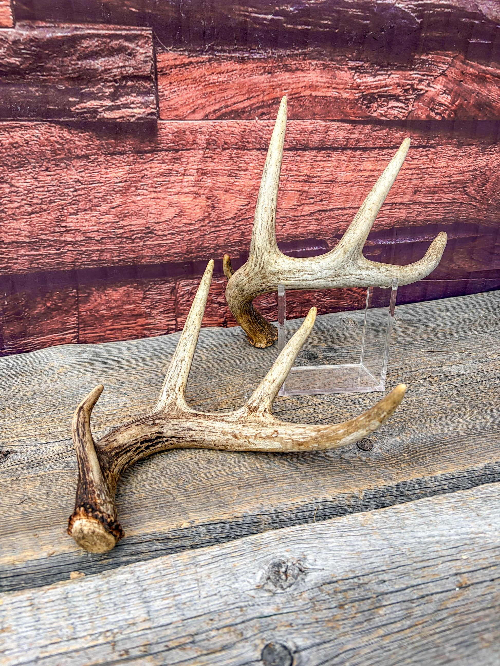 Set of Canadian Whitetail Deer Antlers. Classic Fresh, 4x4 Antler Set.