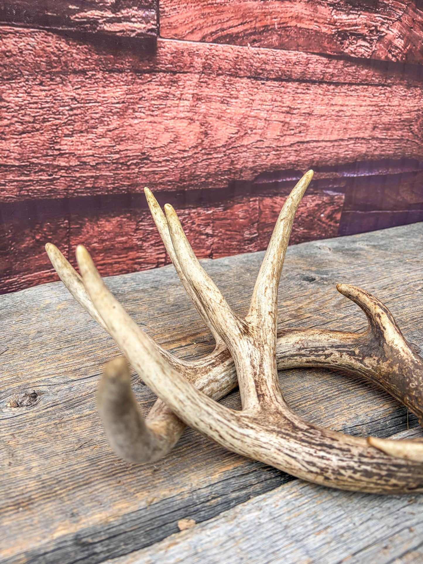 Set of Canadian Whitetail Deer Antlers. Classic Fresh, 4x4 Antler Set.
