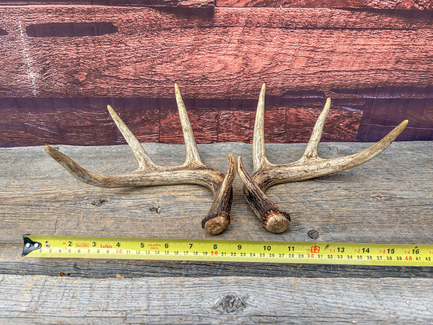 Set of Canadian Whitetail Deer Antlers. Classic Fresh, 4x4 Antler Set.