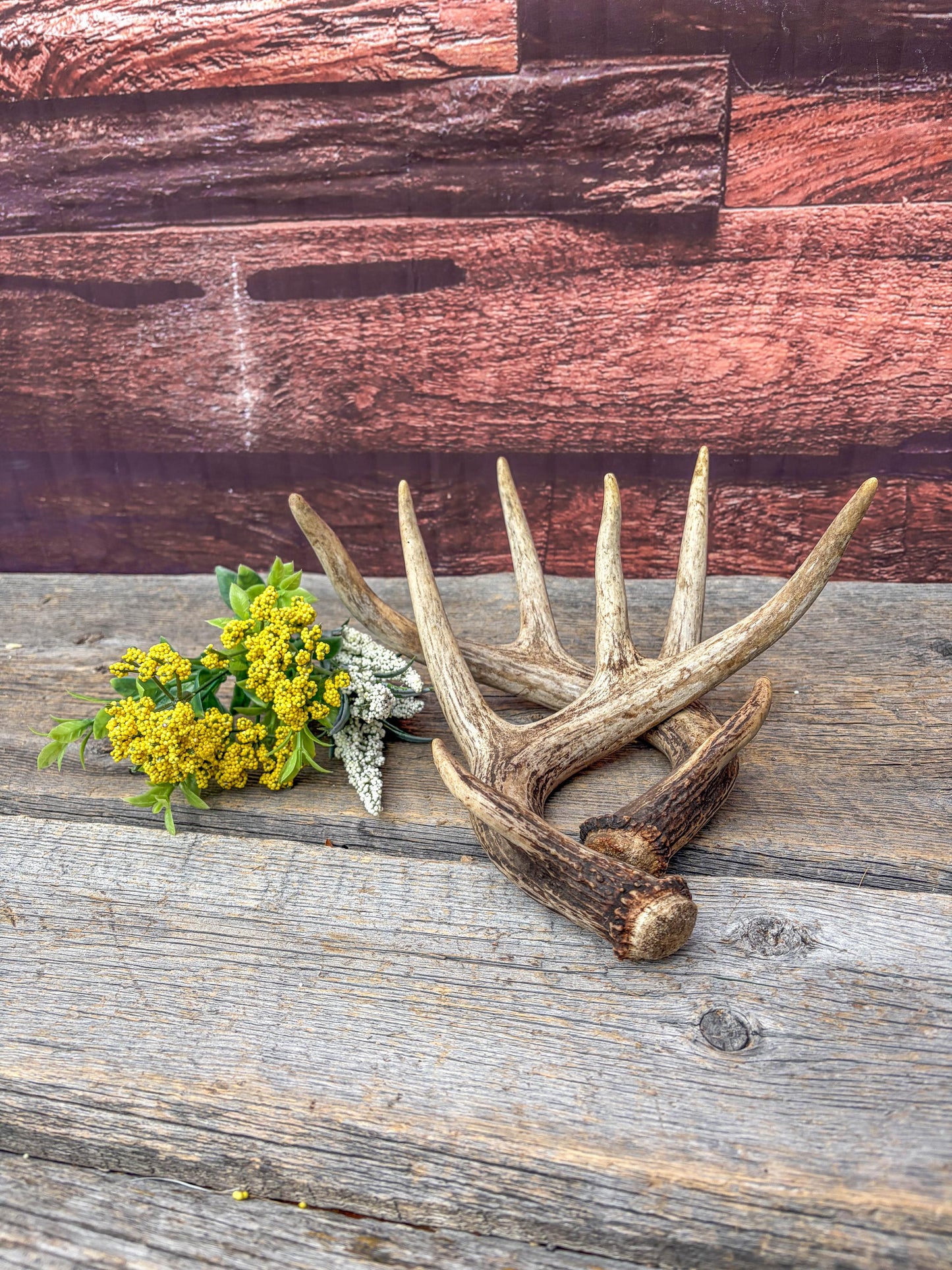 Set of Canadian Whitetail Deer Antlers. Classic Fresh, 4x4 Antler Set.