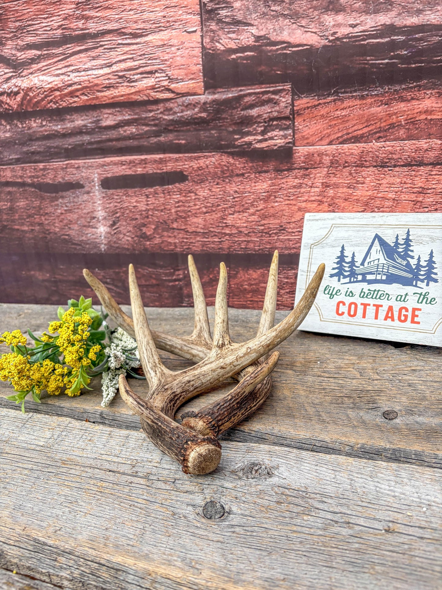 Set of Canadian Whitetail Deer Antlers. Classic Fresh, 4x4 Antler Set.