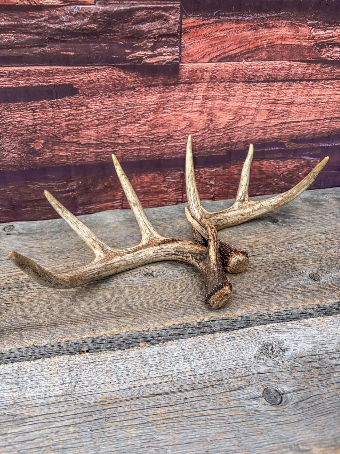 Set of Canadian Whitetail Deer Antlers. Classic Fresh, 4x4 Antler Set.