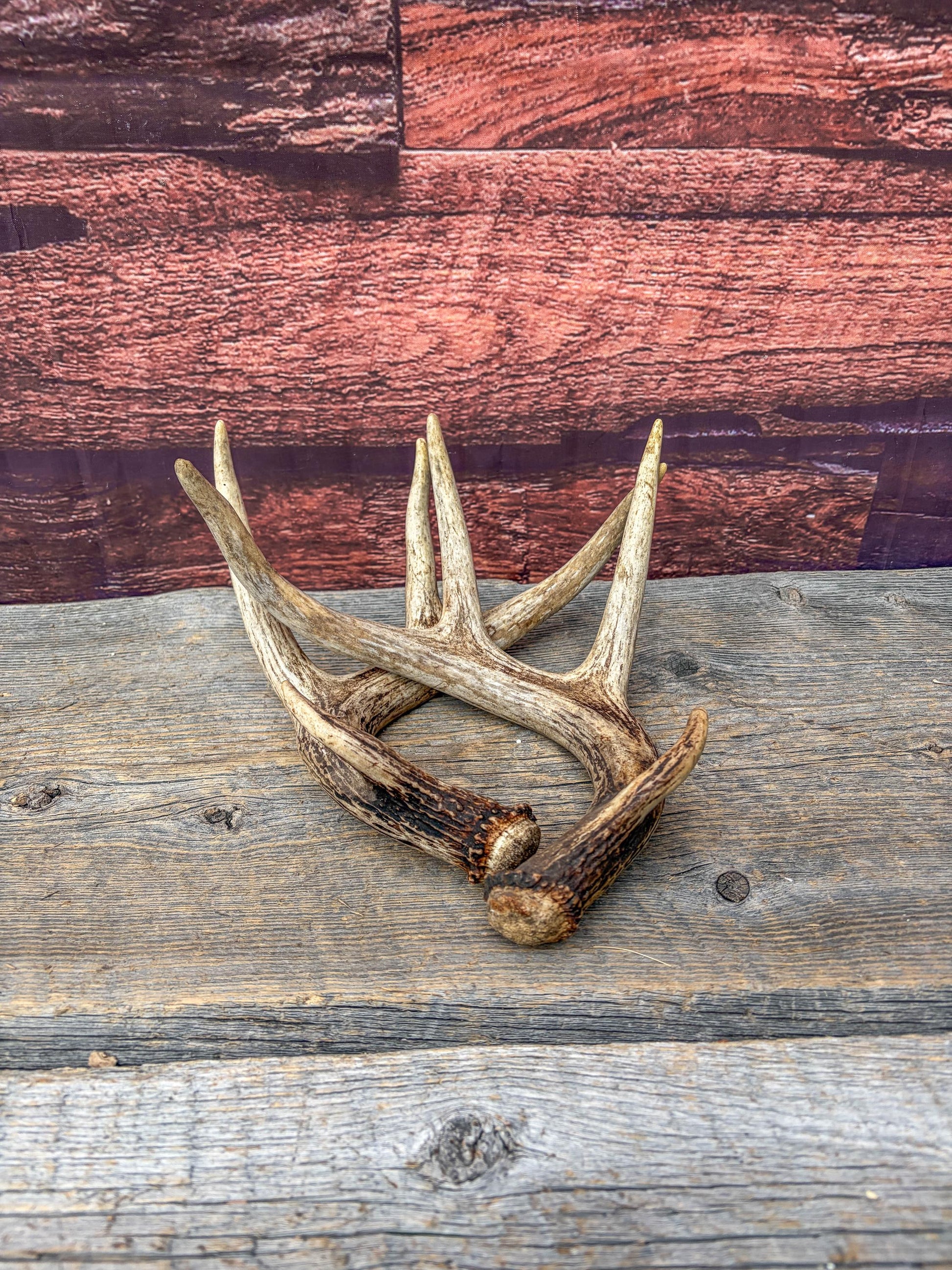 Set of Canadian Whitetail Deer Antlers. Classic Fresh, 4x4 Antler Set.