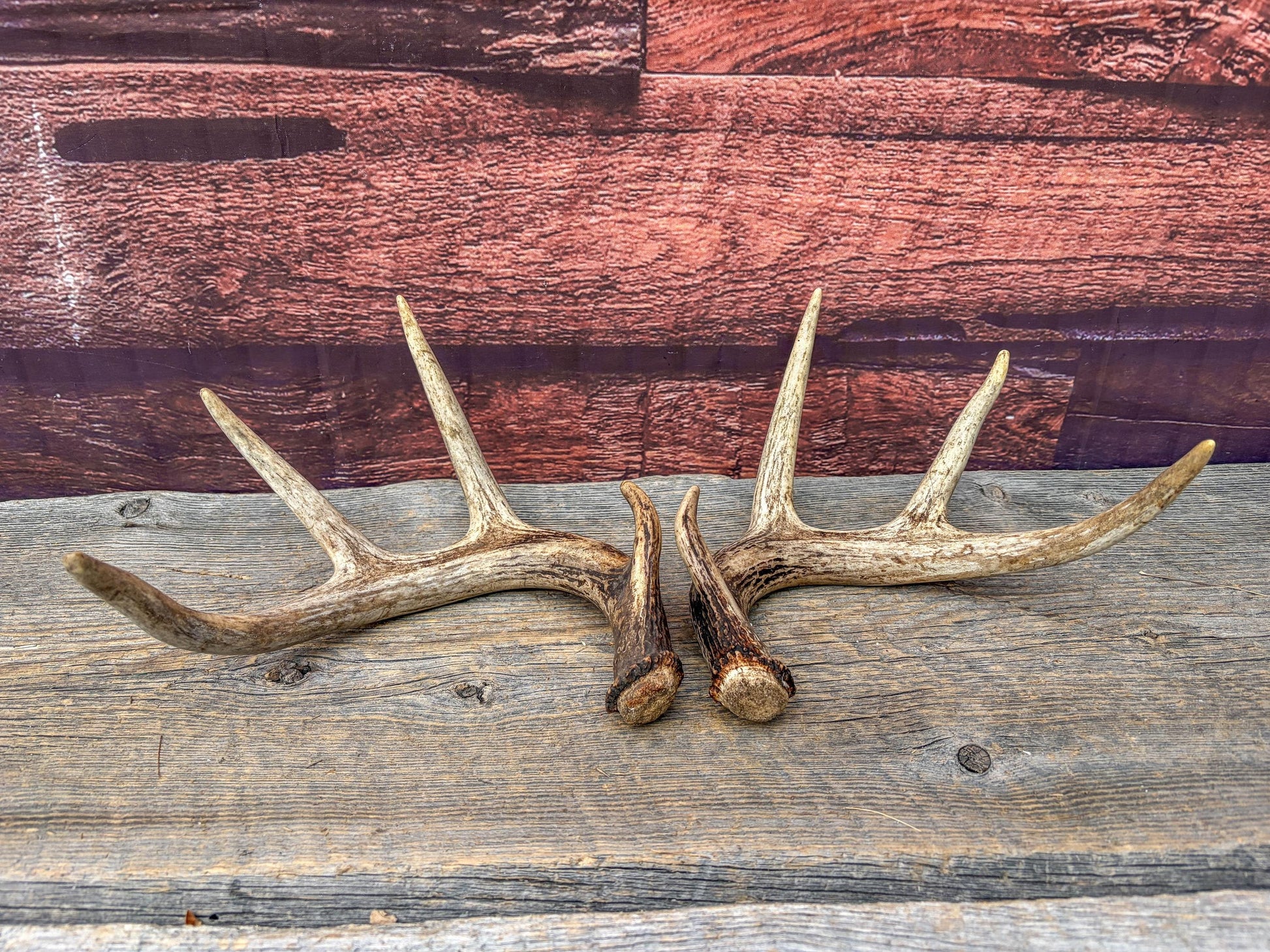 Set of Canadian Whitetail Deer Antlers. Classic Fresh, 4x4 Antler Set.