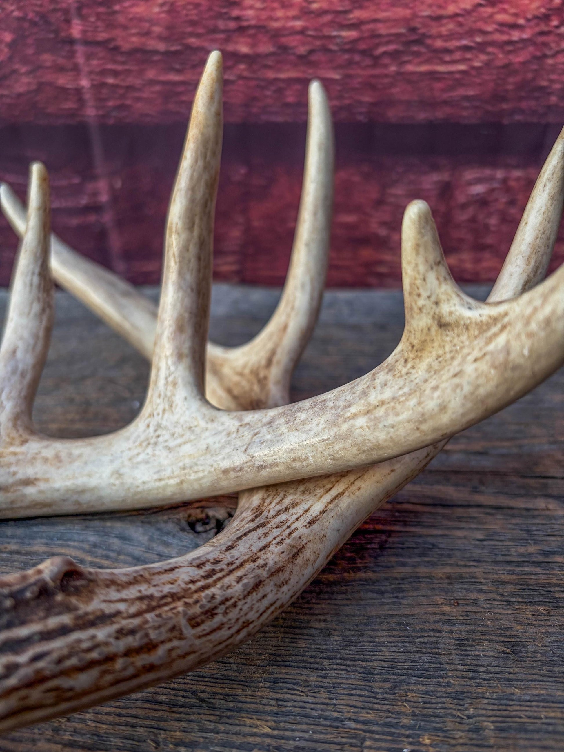 Deer Antlers - White-tailed Deer Matching set. Canadian Buck. Small Crafting and Decor Antlers