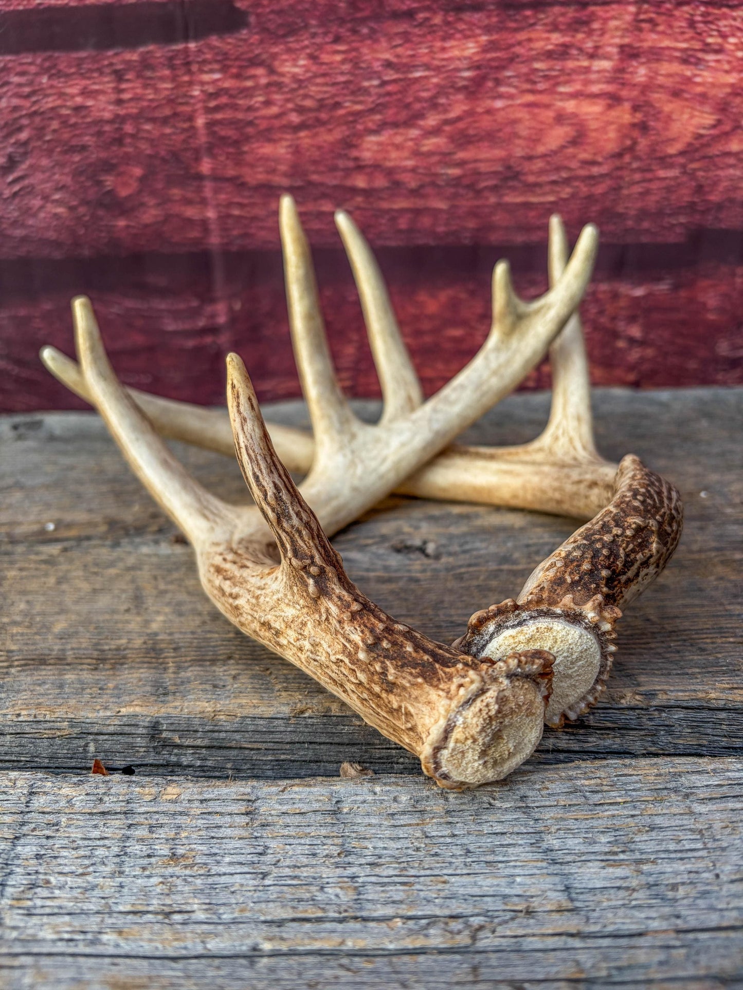 Deer Antlers - White-tailed Deer Matching set. Canadian Buck. Small Crafting and Decor Antlers
