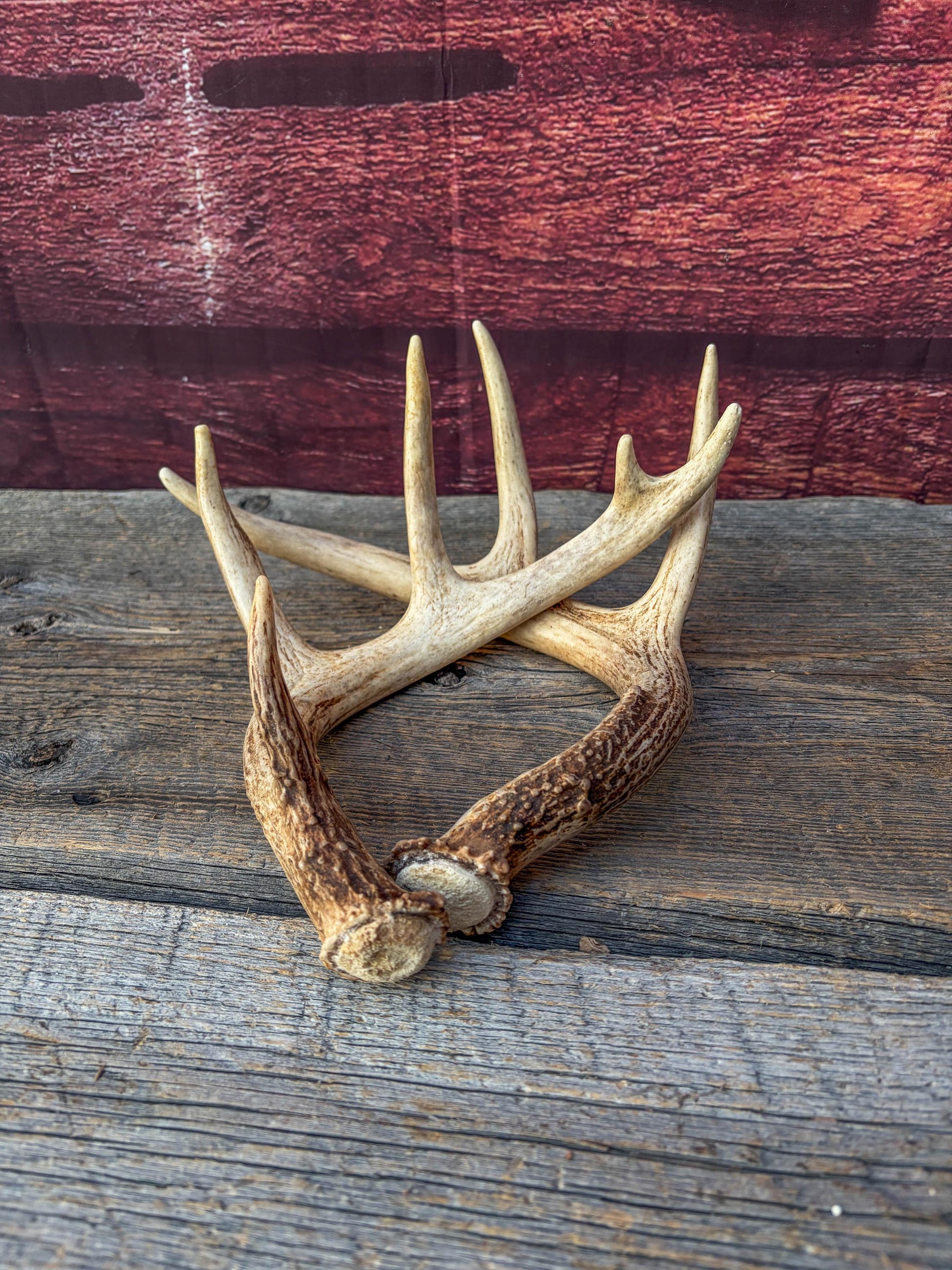 Deer Antlers - White-tailed Deer Matching set. Canadian Buck. Small Crafting and Decor Antlers