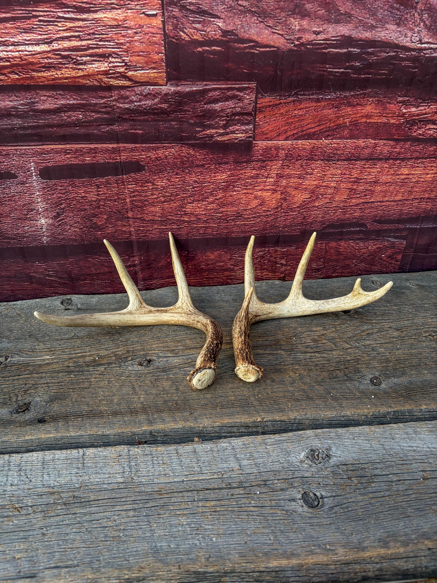 Deer Antlers - White-tailed Deer Matching set. Canadian Buck. Small Crafting and Decor Antlers