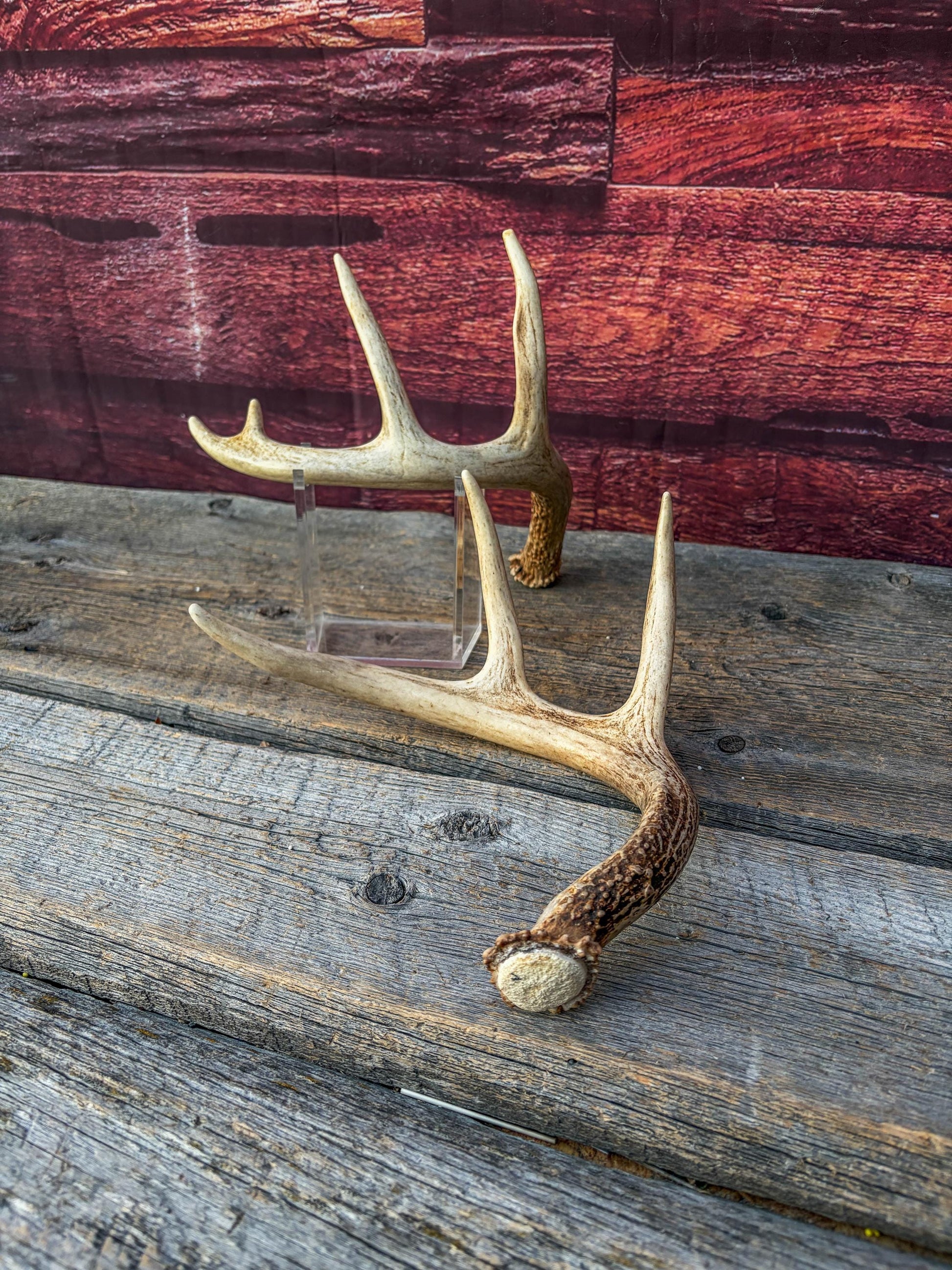 Deer Antlers - White-tailed Deer Matching set. Canadian Buck. Small Crafting and Decor Antlers