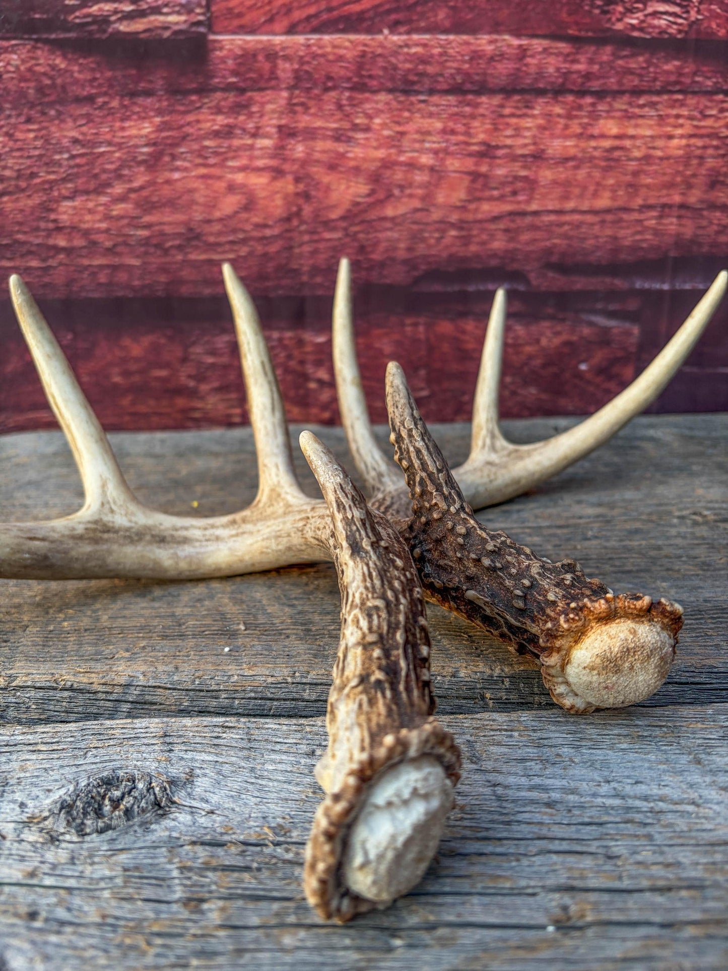 Matched White-Tailed Deer Antlers: Freshly Shed, small 8-Point set.
