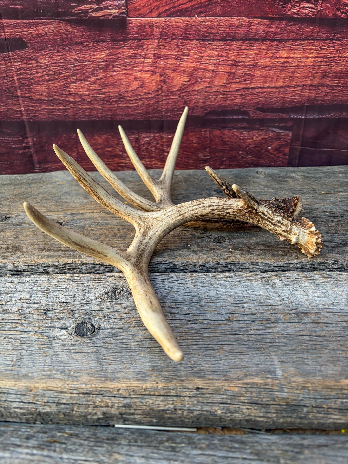 Matched White-Tailed Deer Antlers: Freshly Shed, small 8-Point set.
