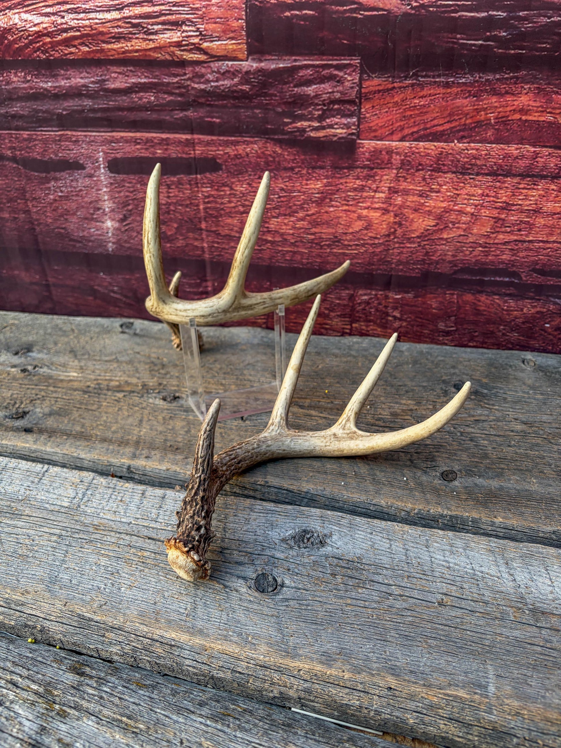 Matched White-Tailed Deer Antlers: Freshly Shed, small 8-Point set.