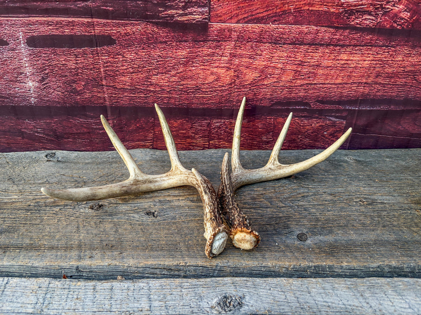 Matched White-Tailed Deer Antlers: Freshly Shed, small 8-Point set.
