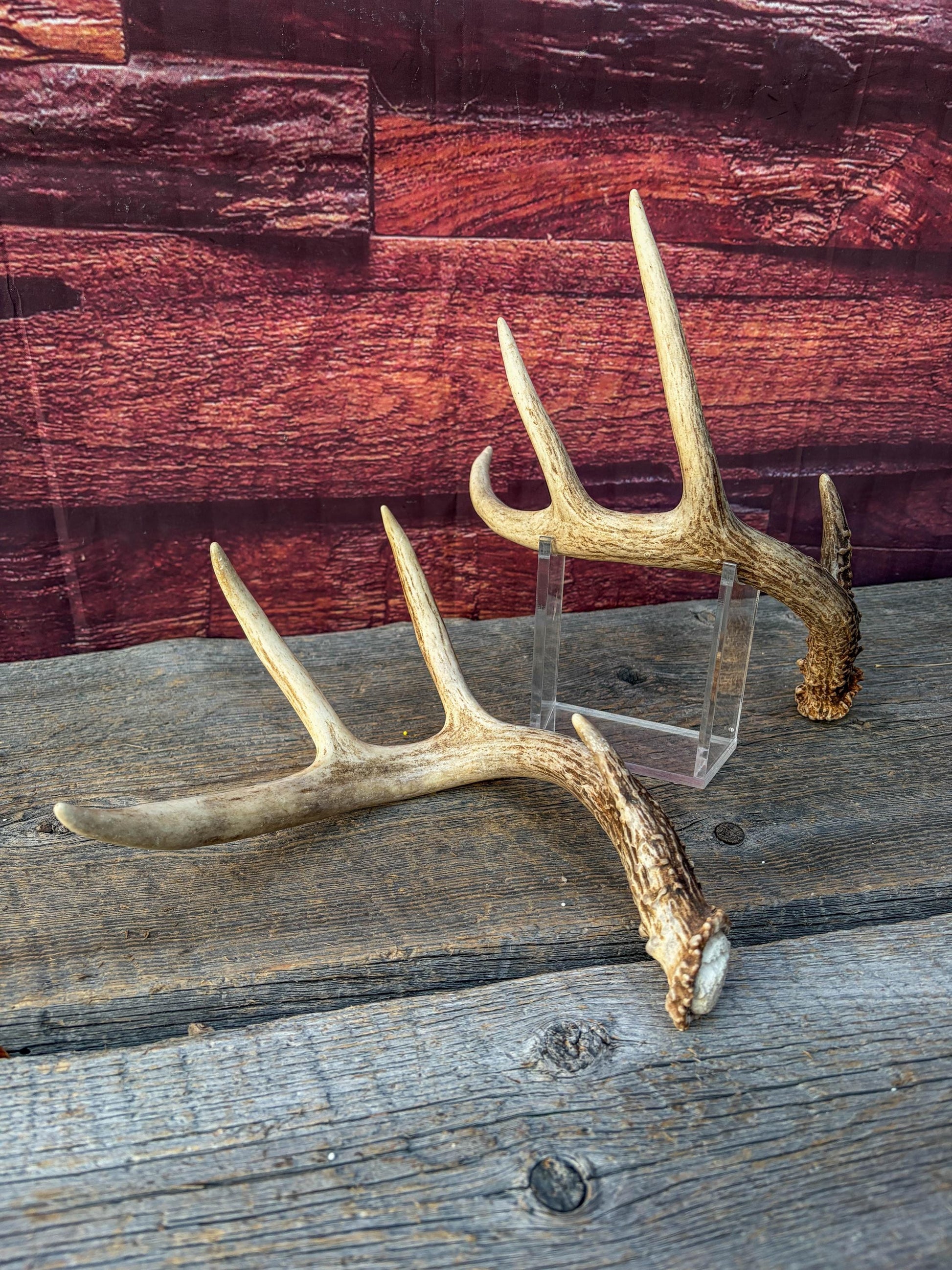 Matched White-Tailed Deer Antlers: Freshly Shed, small 8-Point set.