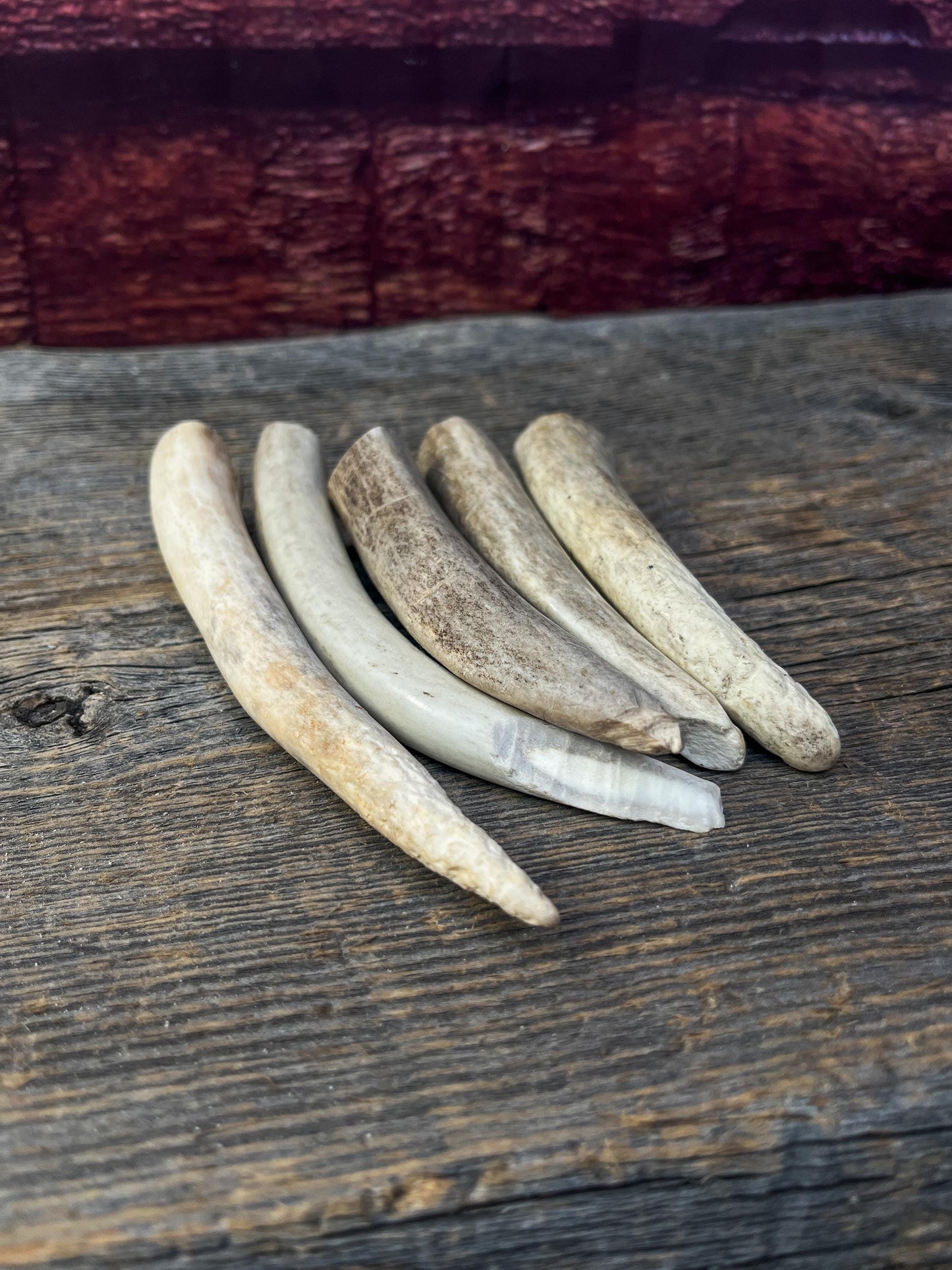 Antler Tips - 5 Pack of Poorer Quality Tines / Tips or "Dinosaur Teeth" for Crafting, Decor and More.
