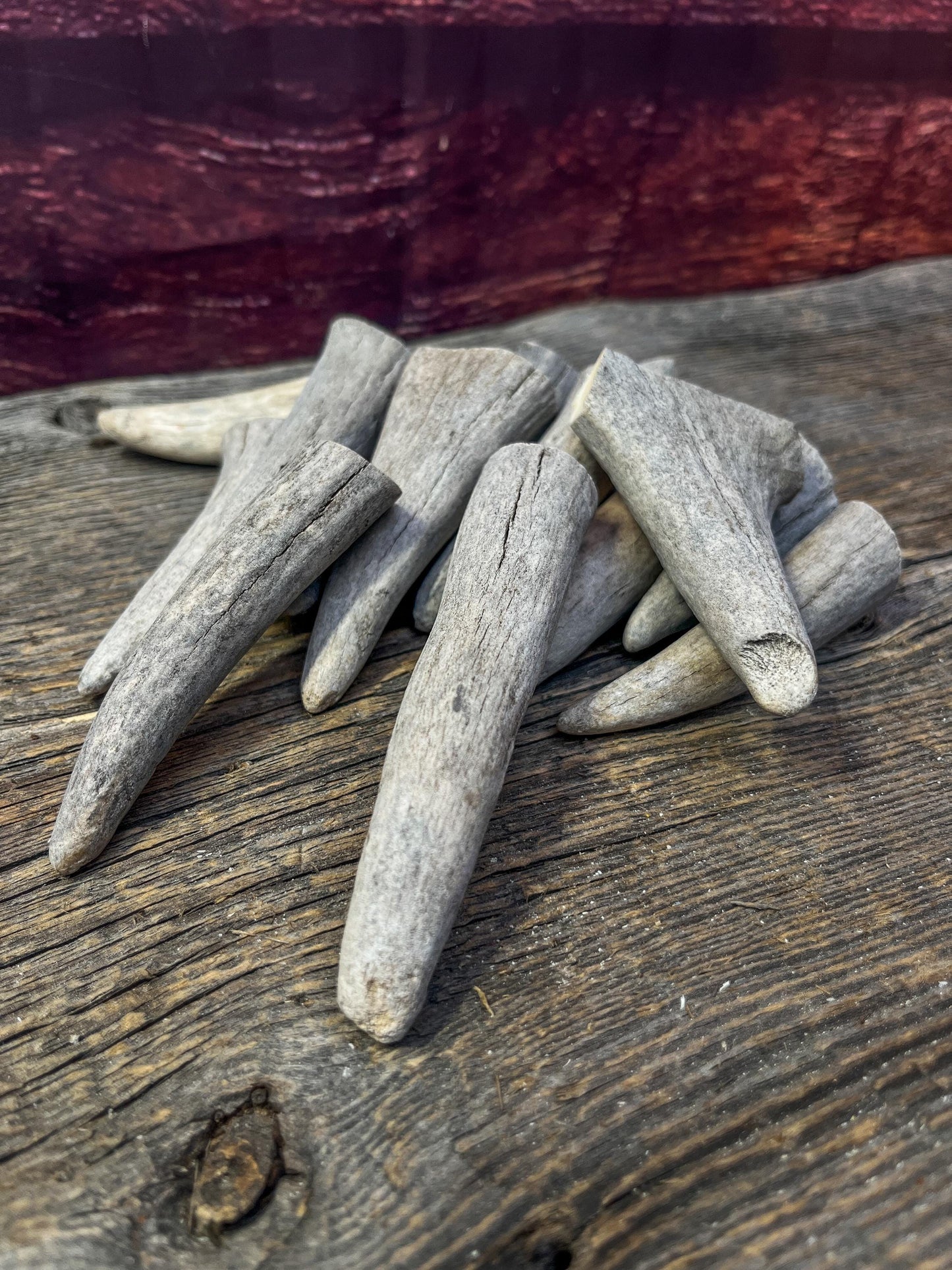 Antler Tips - Pack of 15 Tips / Tines for Crafting, Decor and More